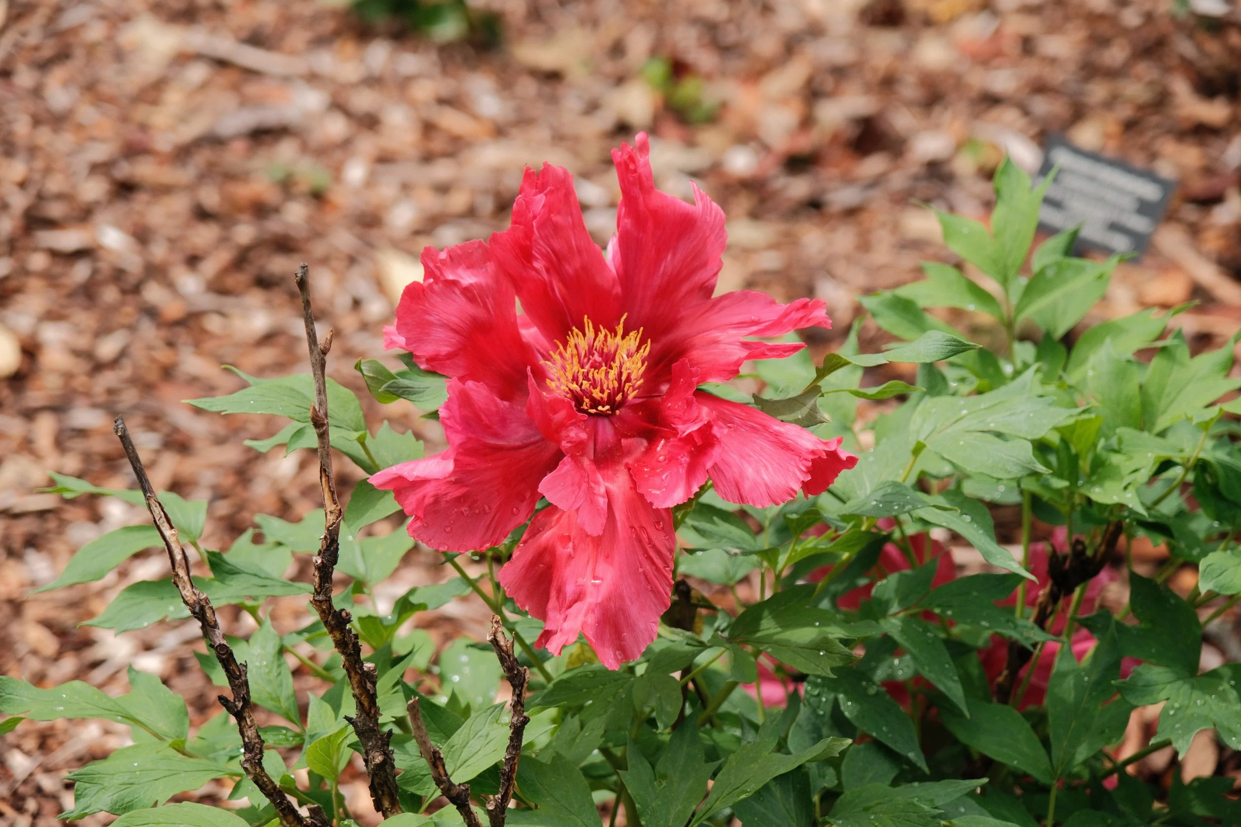 DSCF3996.JPG