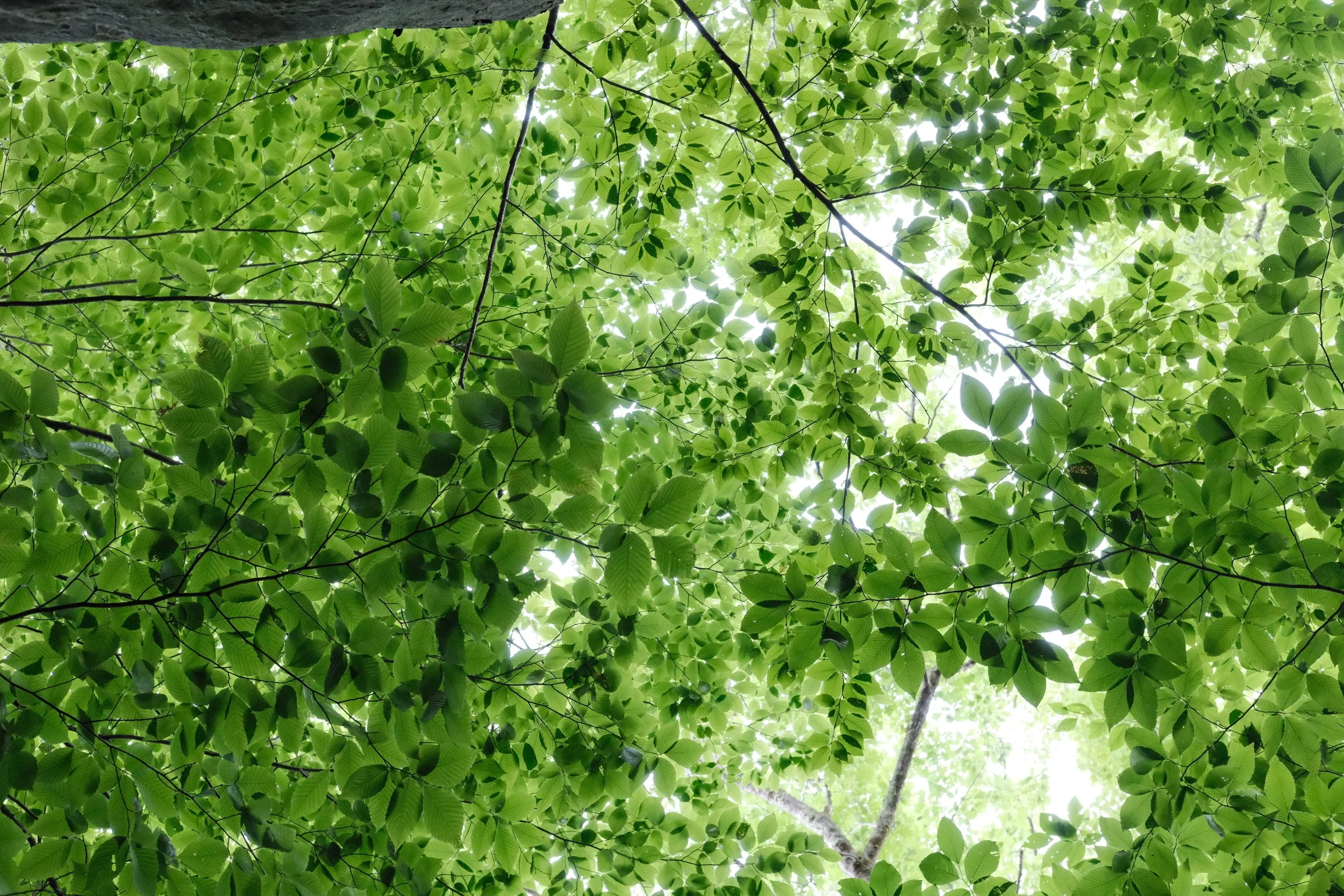 DSCF7590.jpg