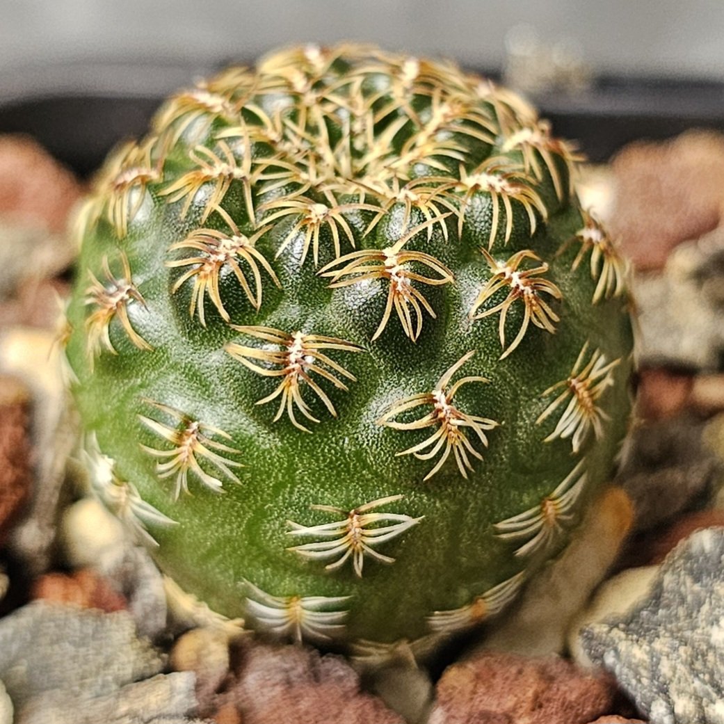 Sulcorebutia Markusii (L333)