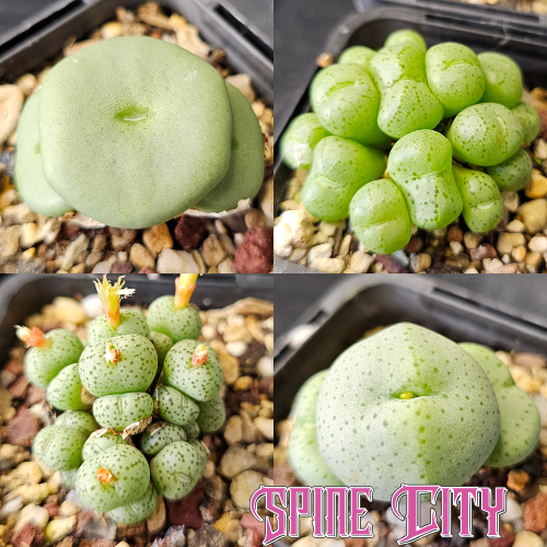 Conophytum bundle (4 plants)