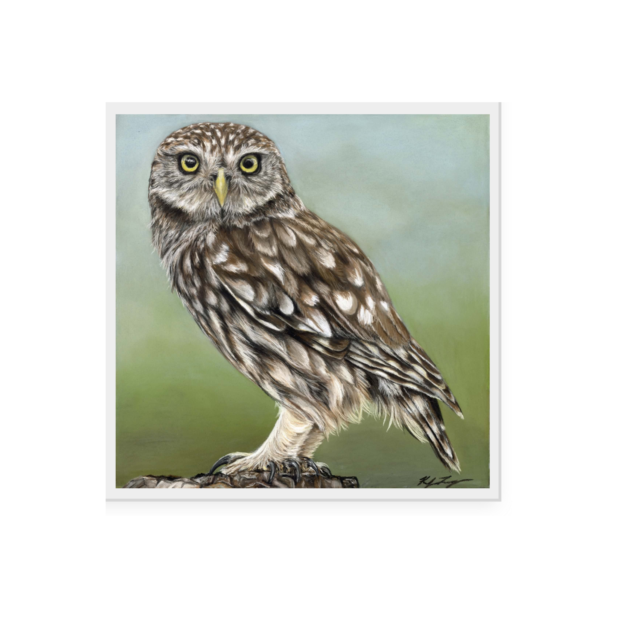 "Little Owl" 12 x 12 Print