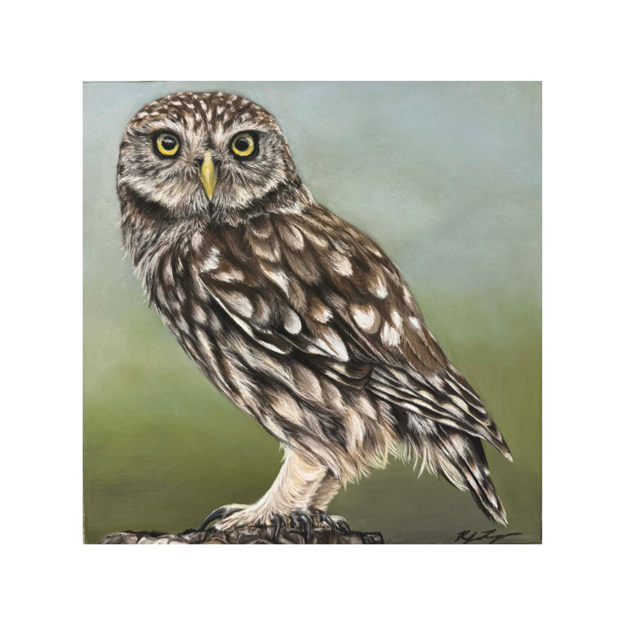 "Little Owl"