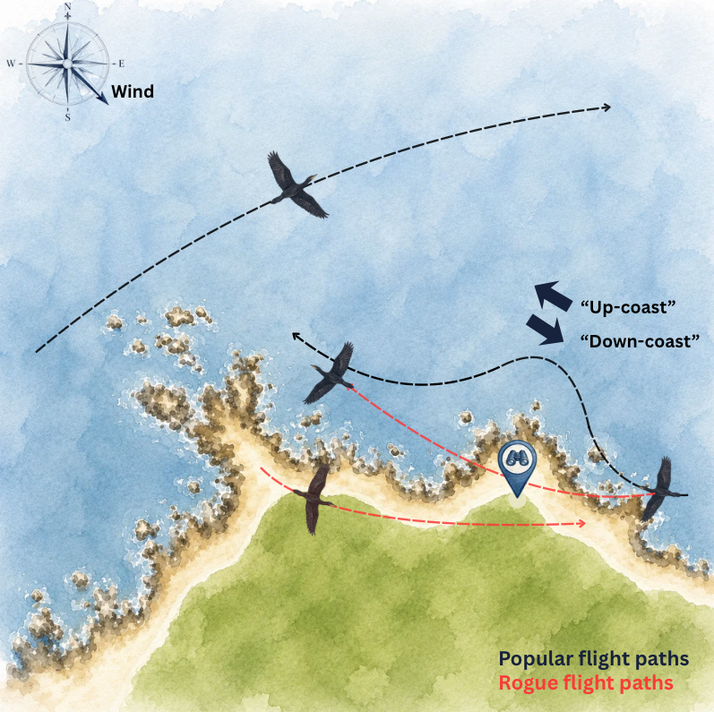 Cormorant flight map, Pacific Grove, Monterey,
