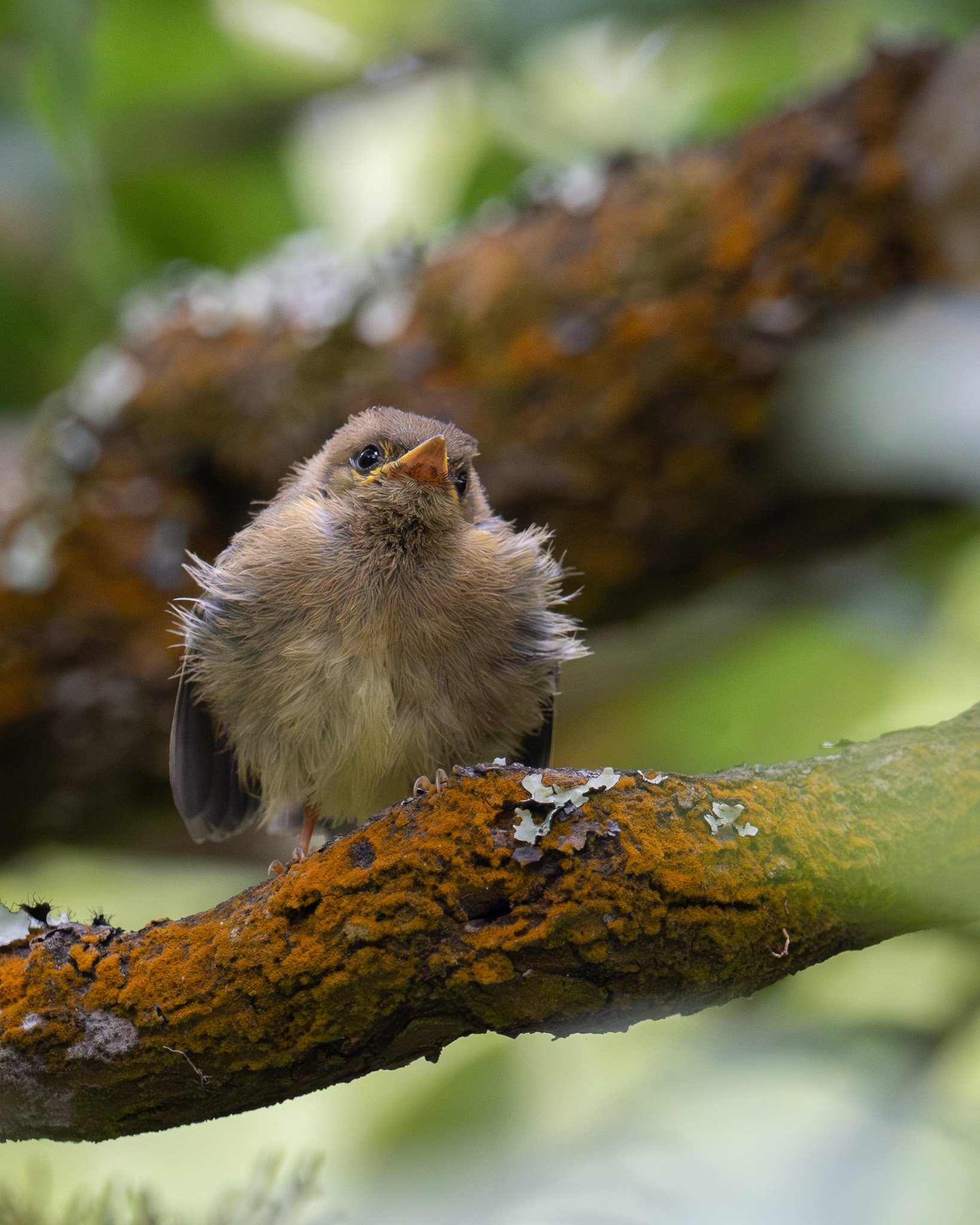  While the adults scanned the trees for food, the chick waited, expectantly. 