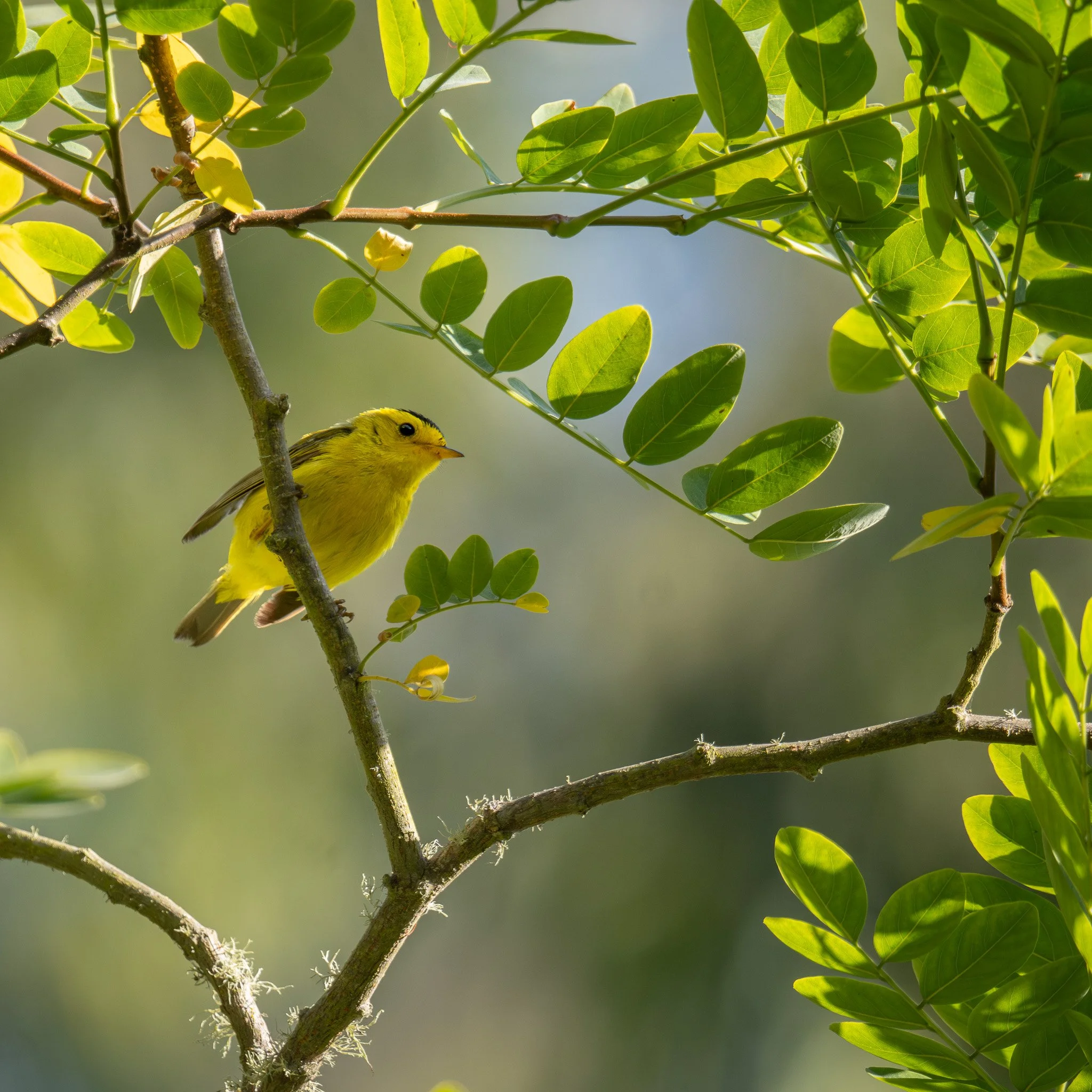 Meetings with Wilson’s Warblers