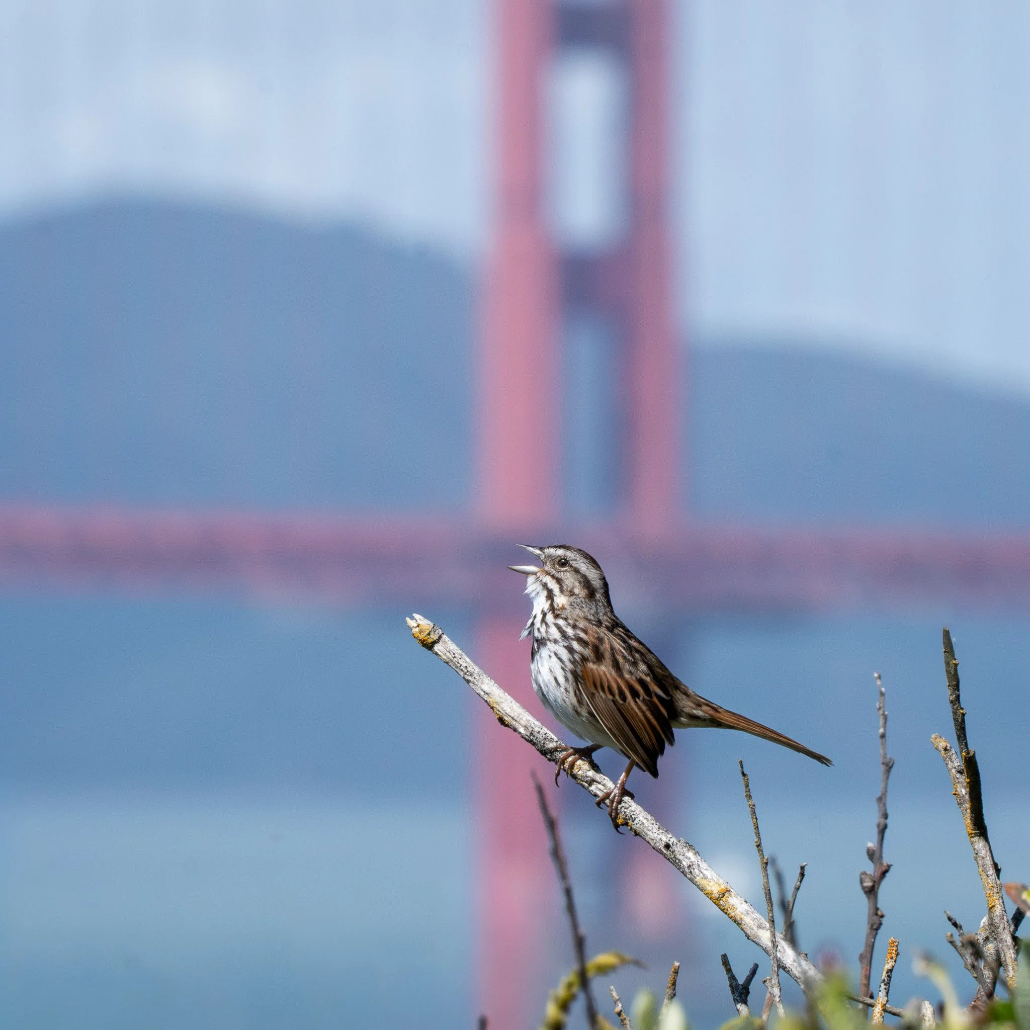 Lessons from San Francisco Birding