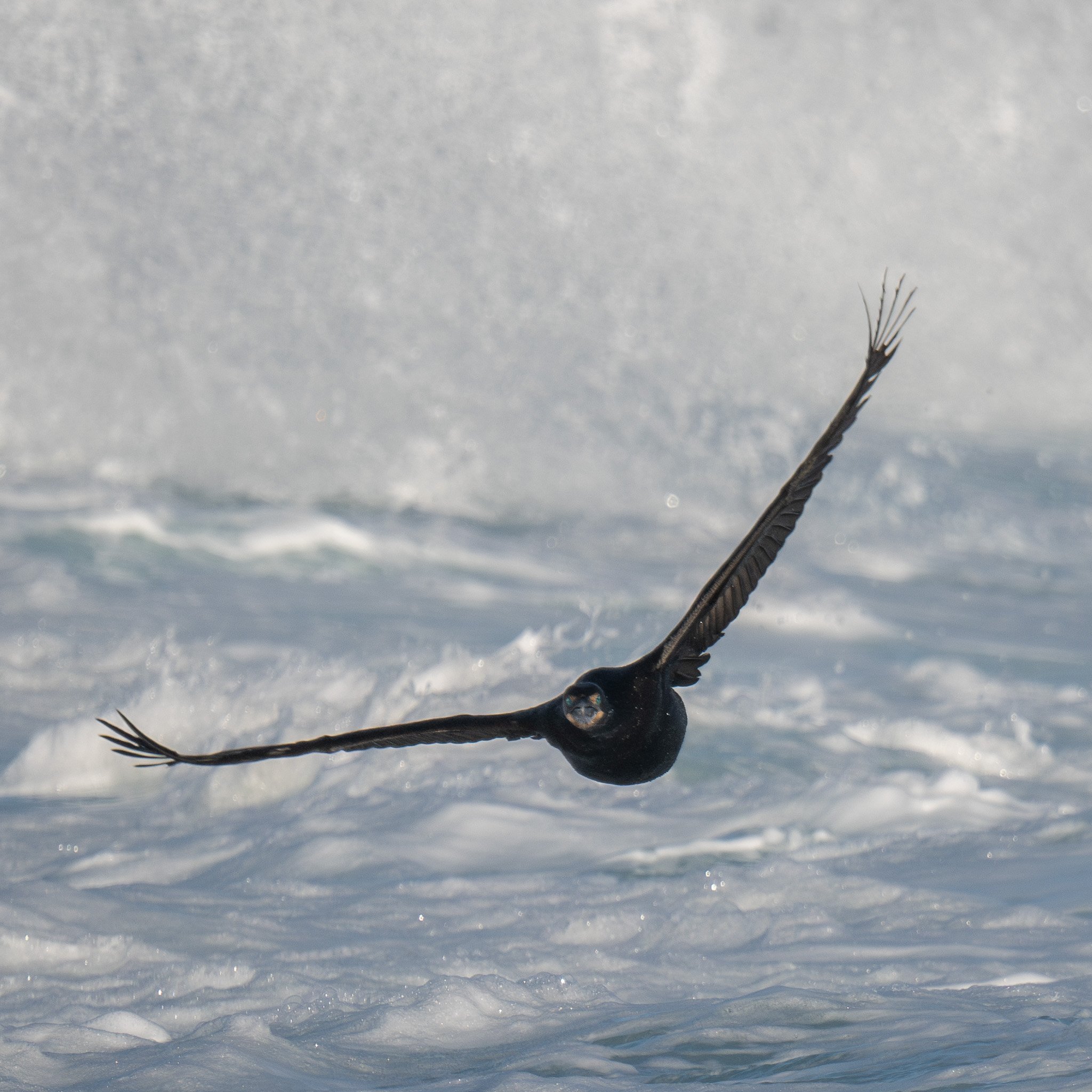 Counting Cormorants in Monterey