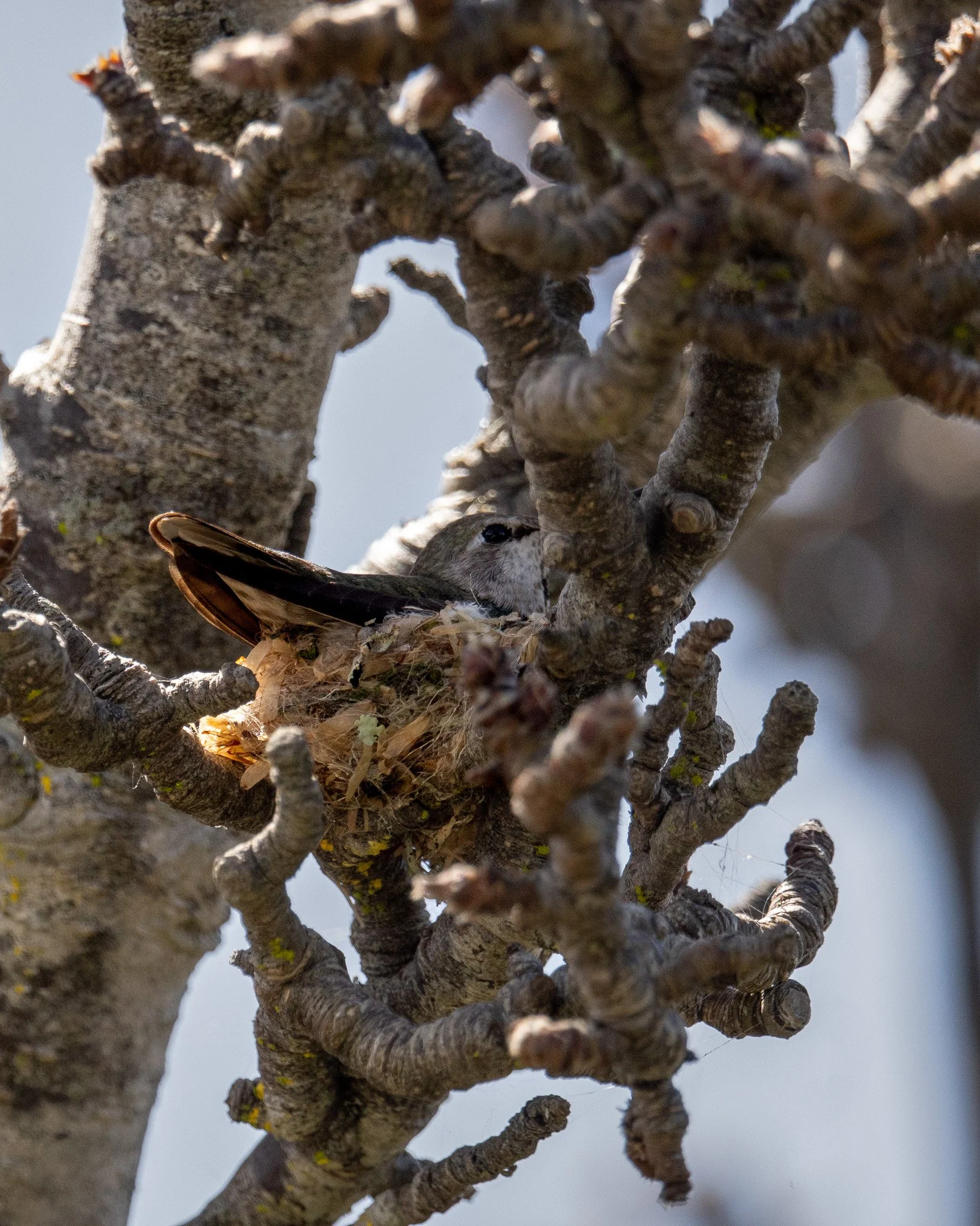 Anna's hummingbird nesting, Bay Area, California