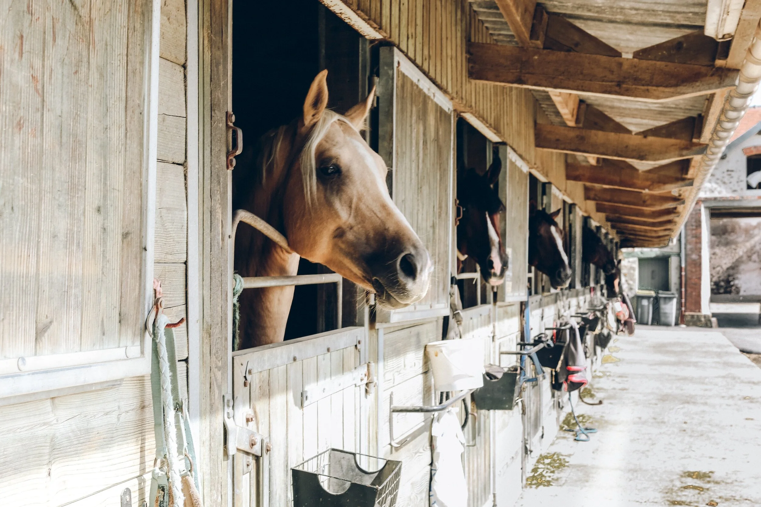 A row of horse stalls made of wood, with several horses looking out, including a tan horse with a white stripe on its face, and various horse tack hanging outside.