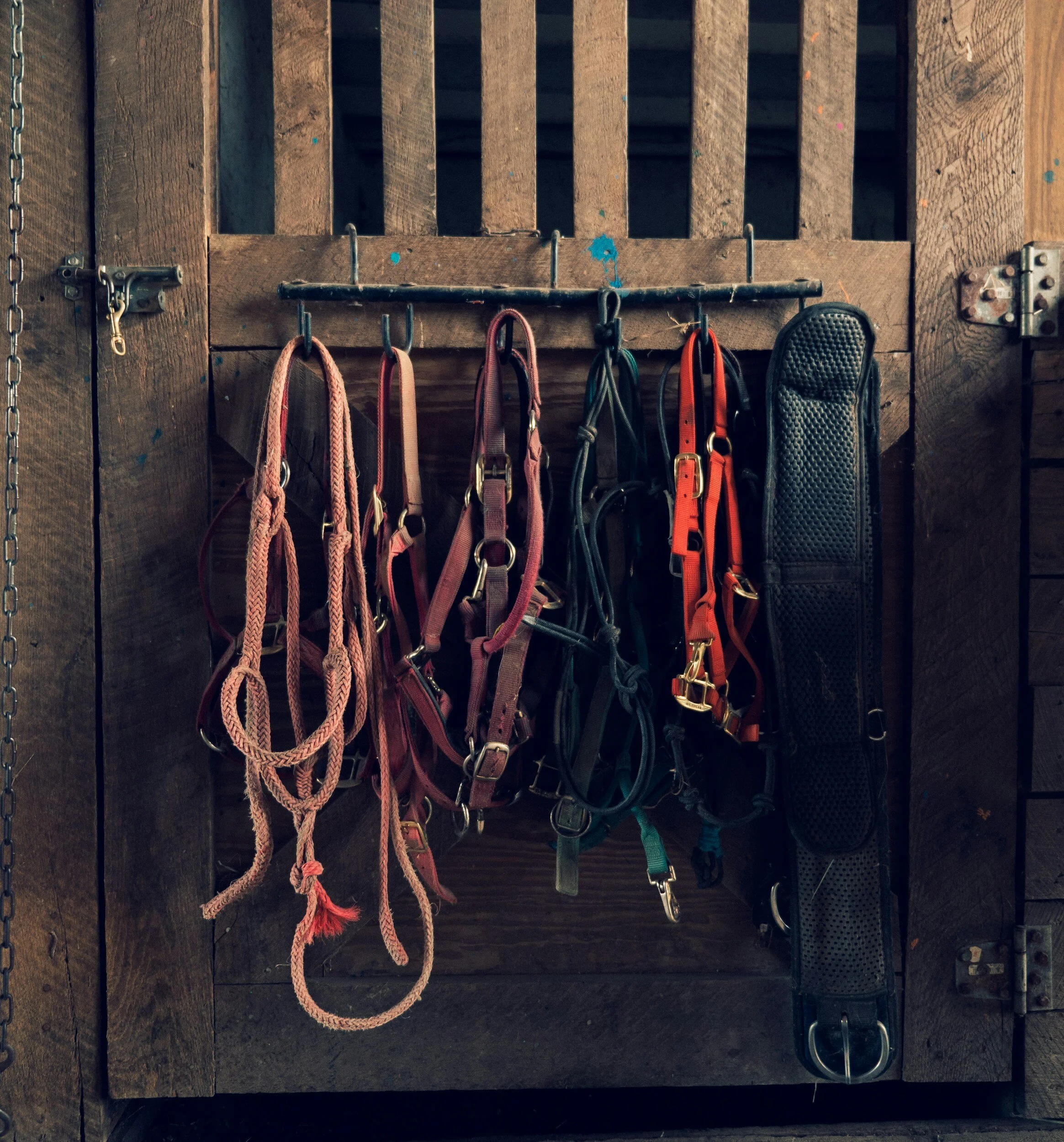 Horse bridles, halters, and a girth hanging on hooks on a wooden wall.