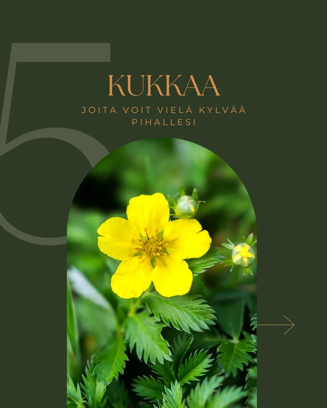 Tiesitkö, että syksy on mitä parhainta aikaa kylvää luonnonkukkien siemeniä?
Useimmat luonnonkukat tarvitsevat kylmäkäsittelyn eli stratifikaation, jotta niiden siemenet itäisivät. Sen sijaan, ett&au