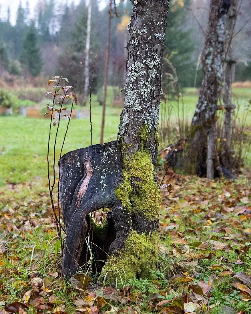 Tein eilen todennäköisesti syksyn viimeisen puunleikkauskeikan. 
Potilaana oli talvisodan aikana istutettuja omenapuita.
Puita leikatessa rupattelin puutarhan omistajan kanssa, joka oli syönyt näiden puiden hedelmiä jo lapsuu