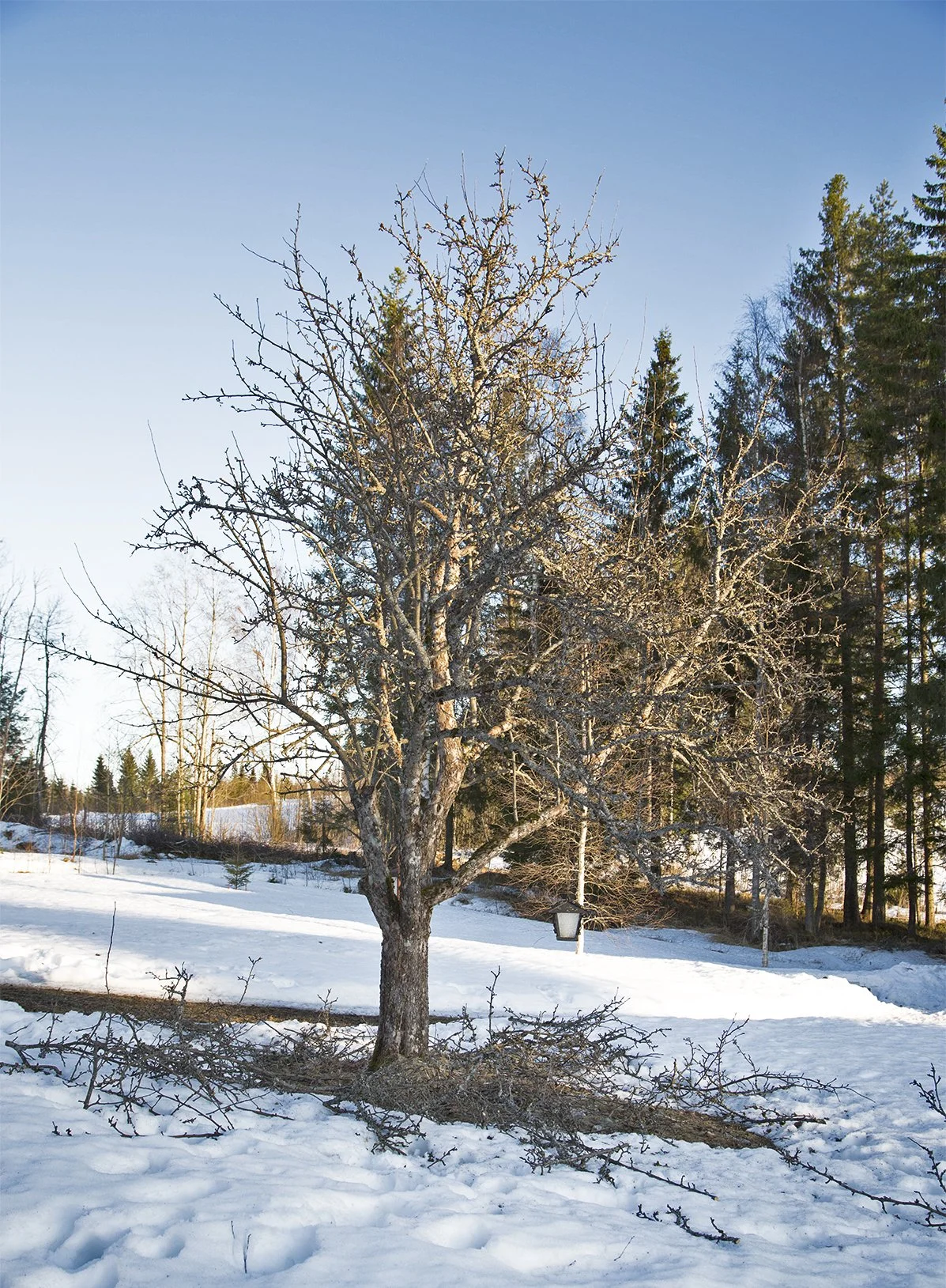 Omenapuut leikataan, kun maassa on vielä lunta.