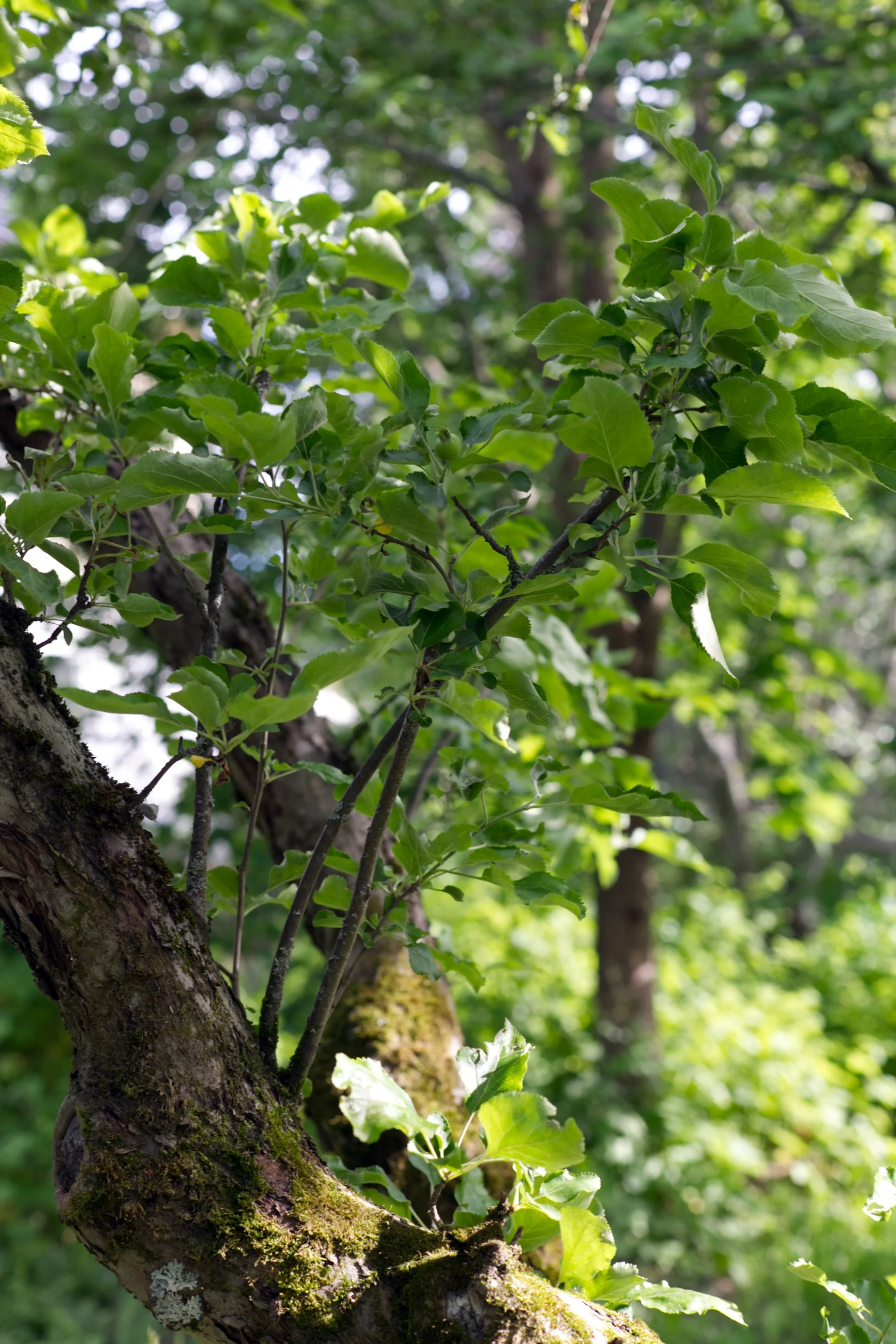 Vesiversot - puiden pikaruoka