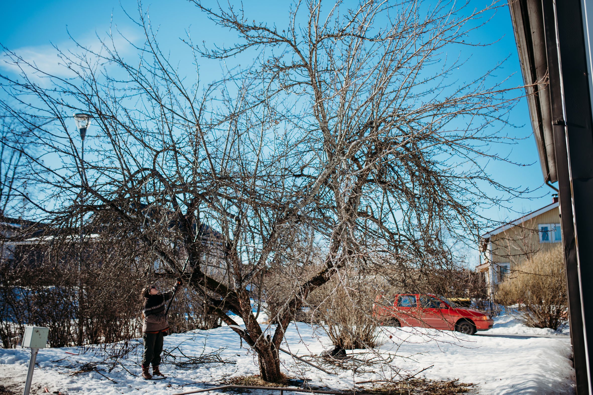 Puutarhuri Emilia Schulman leikkaa omenapuita Tampereella.
