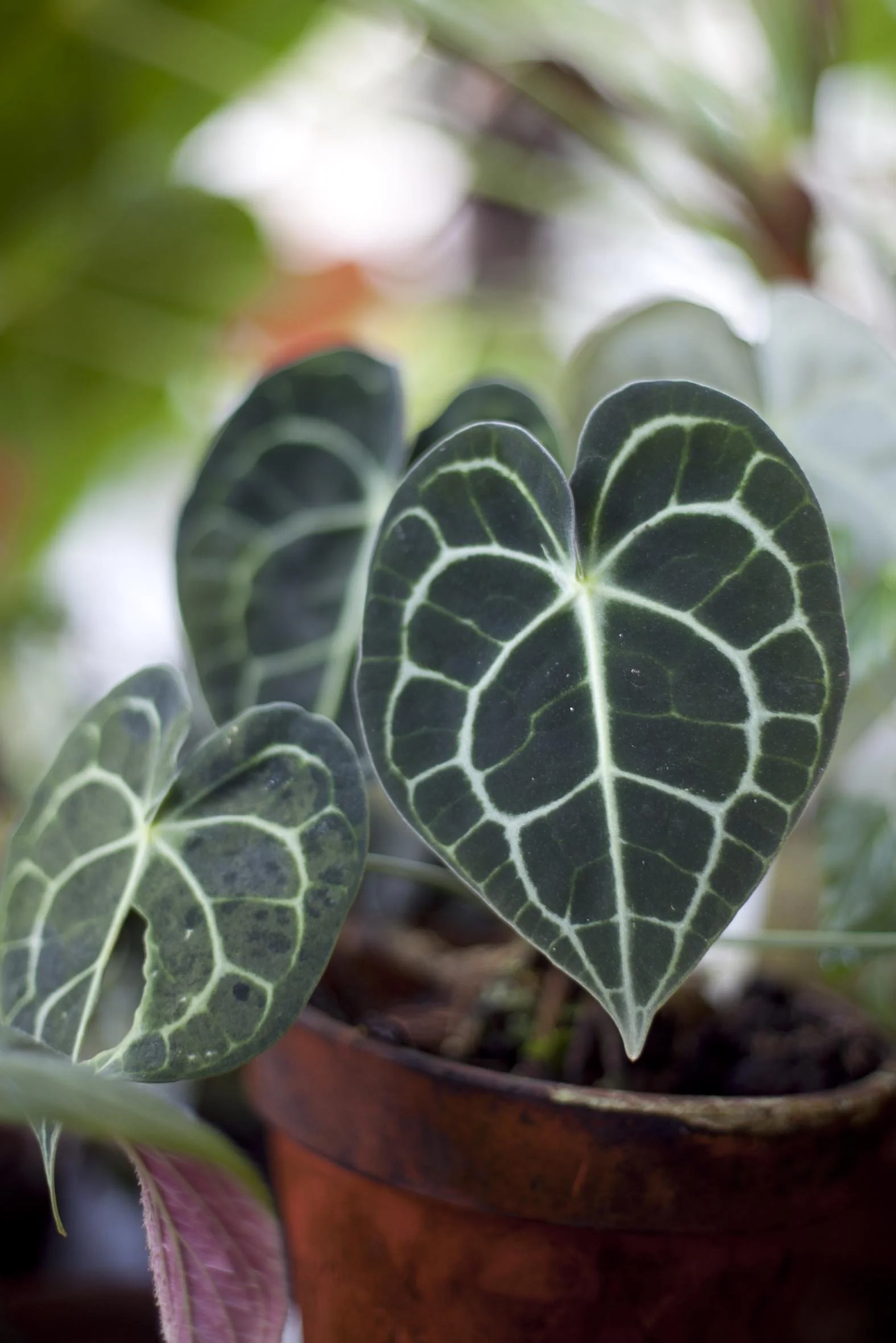 Anthurium clarinervium on kaunis ja näyttävä huonekasvi.