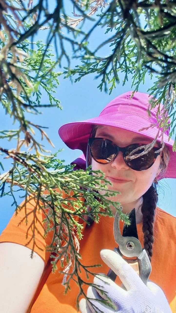 Puutarhuri Emilia Schulman leikkaa pensaita.