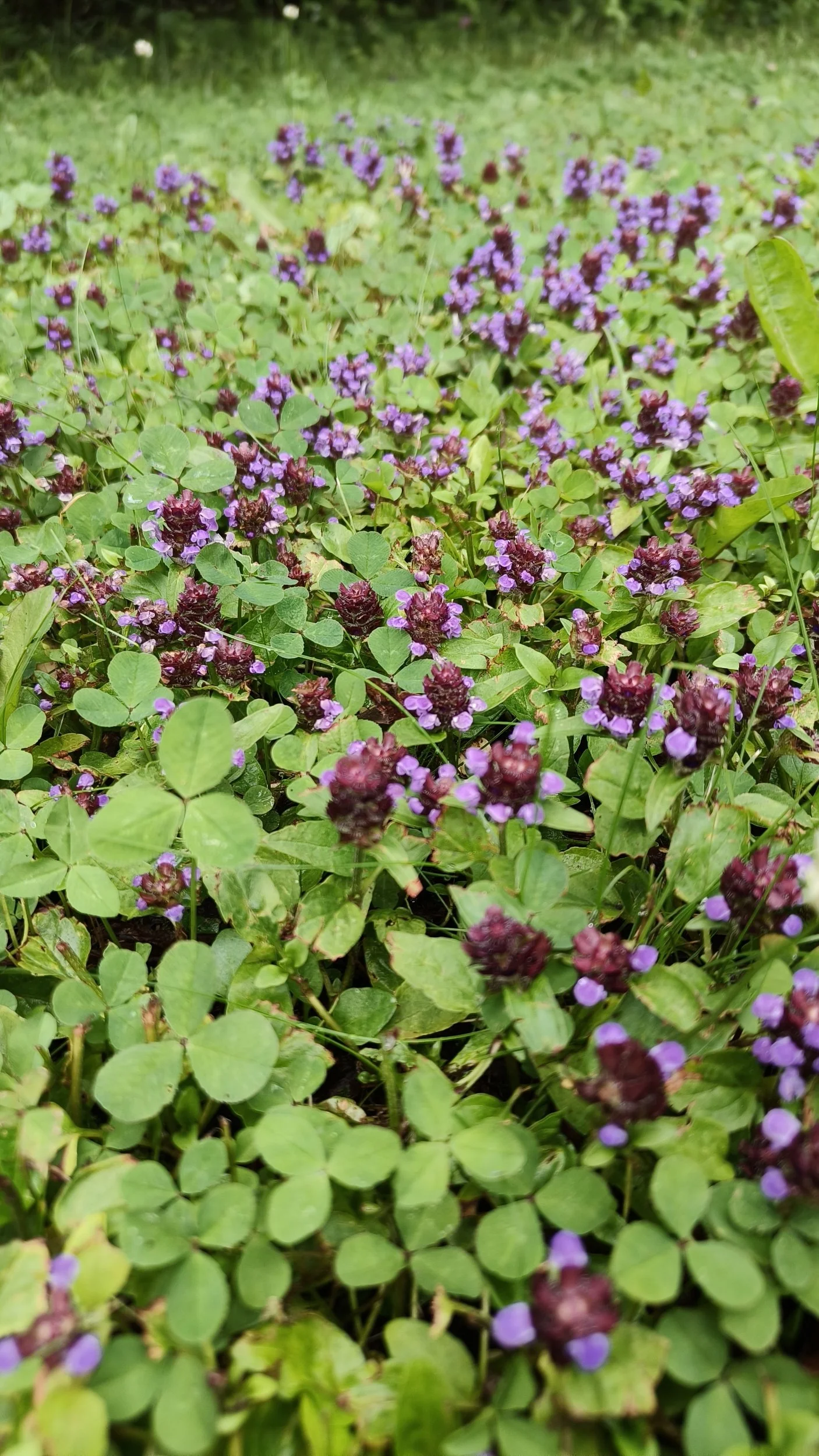 Niittyhumala sopii maanpeitekasviksi moneen paikkaan, aurinkoon ja varjoon.