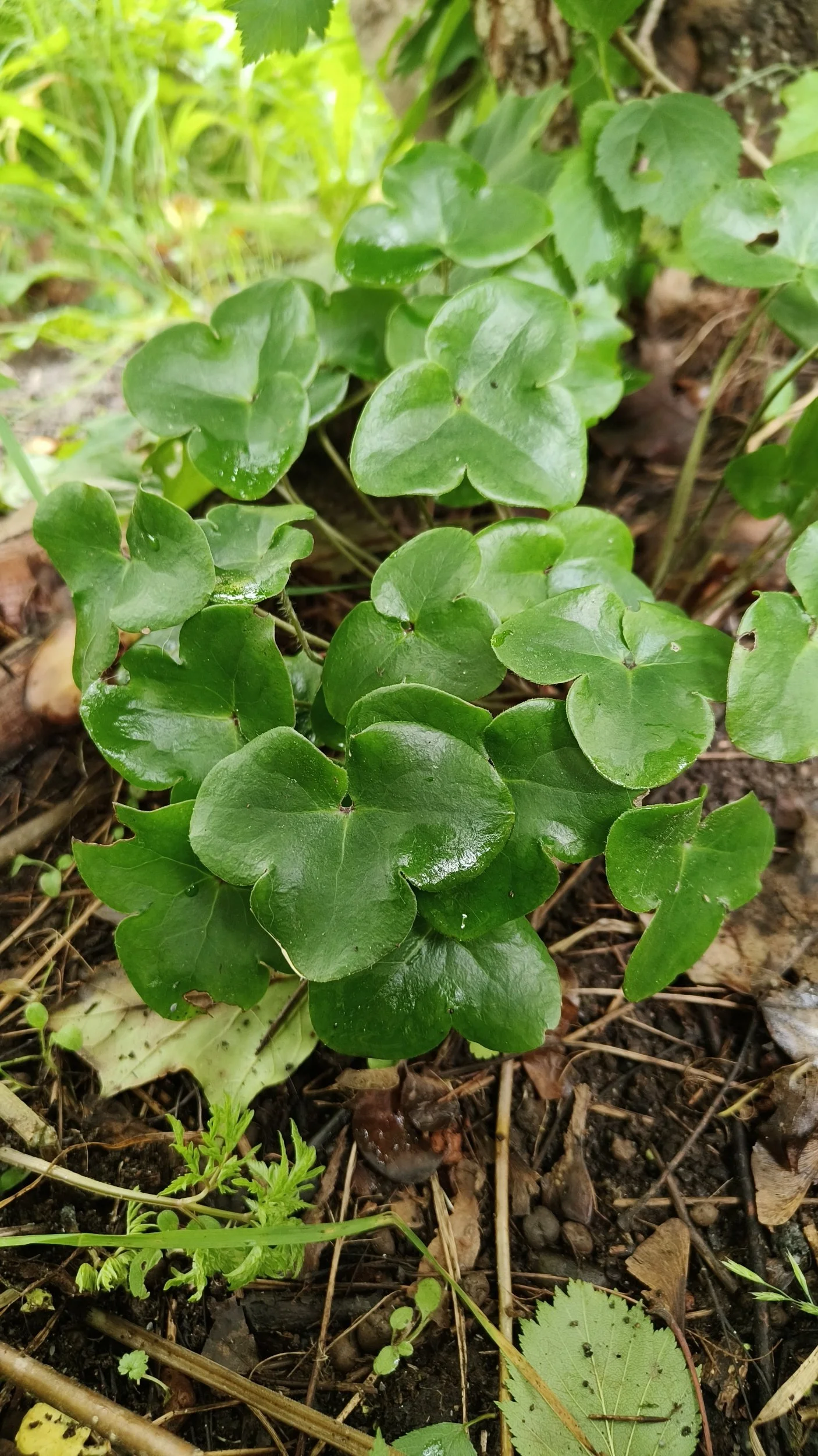 Sinivuokko on hyvä ikivihreä maanpeitekasvi varjoisille paikoille.