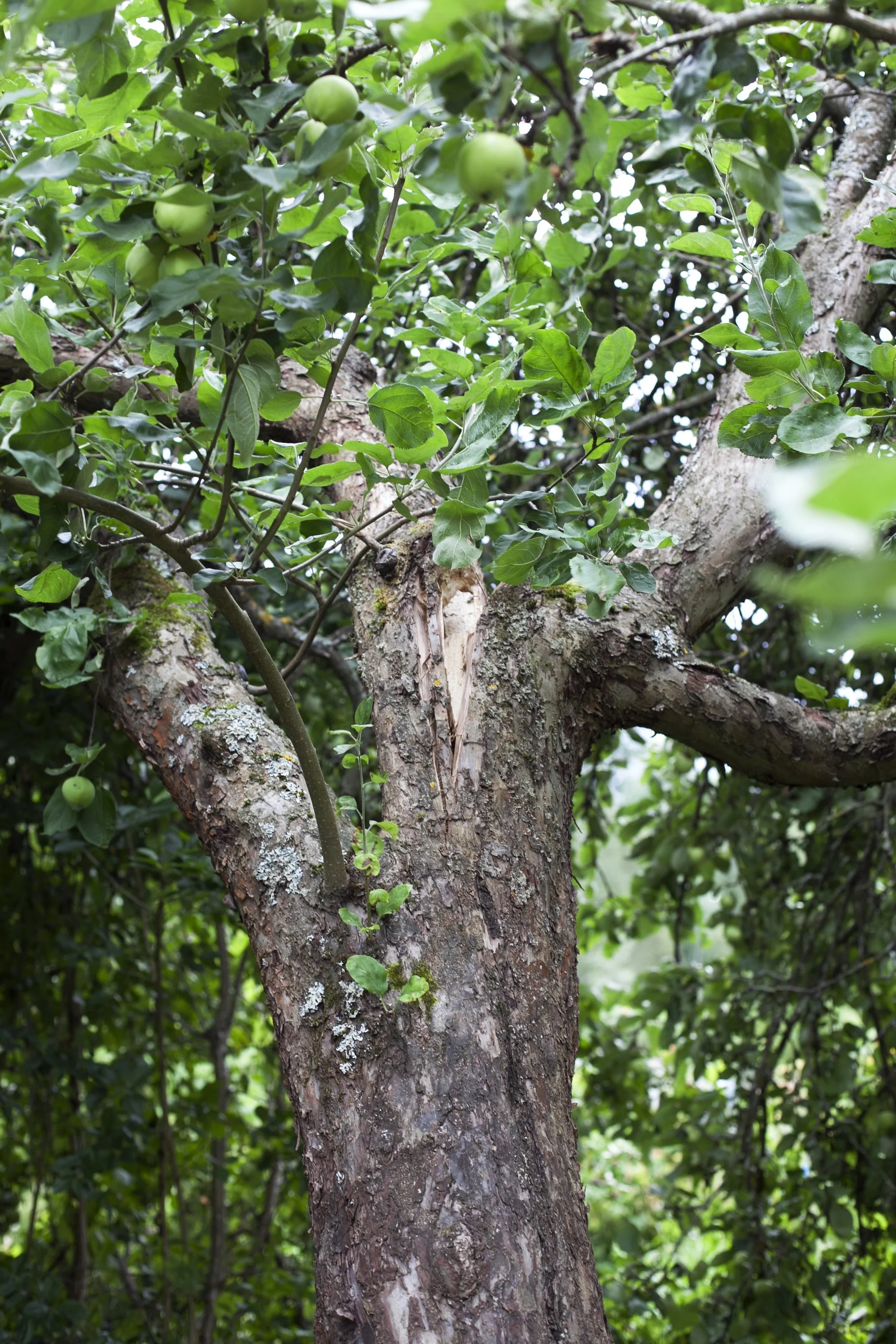 Leikkaamaton omenapuu saattaa revetä.