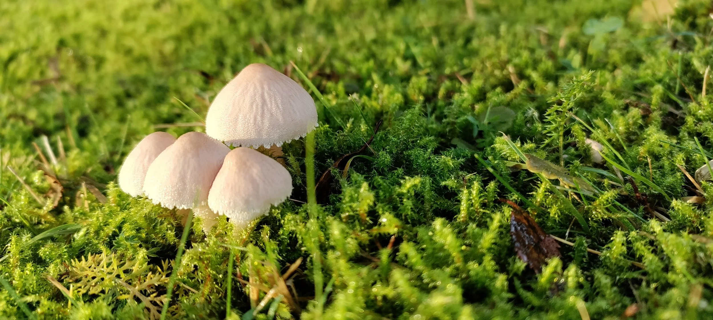 Kasvit ja sienet tekevät yhteistyötä keskenään.