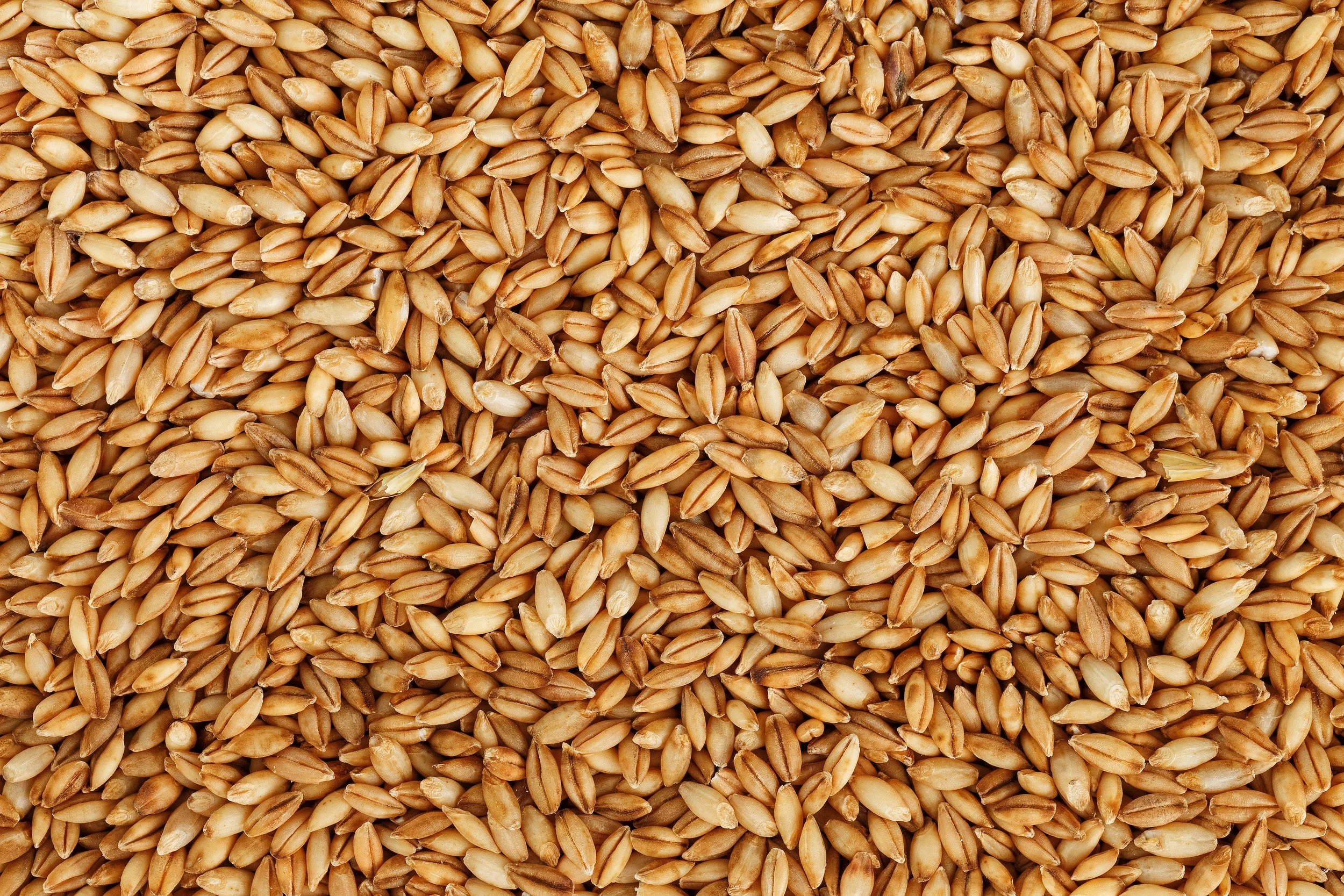Australian barley grain supplied for food, brewing, feed and export markets