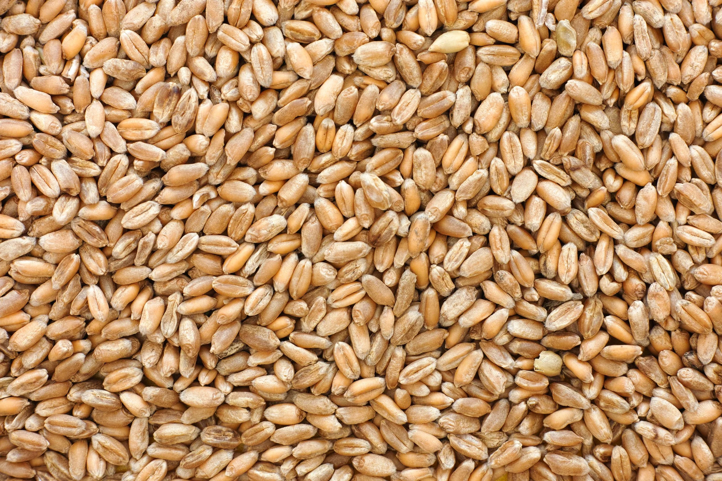 Australian wheat grain sourced from growers for domestic and international markets