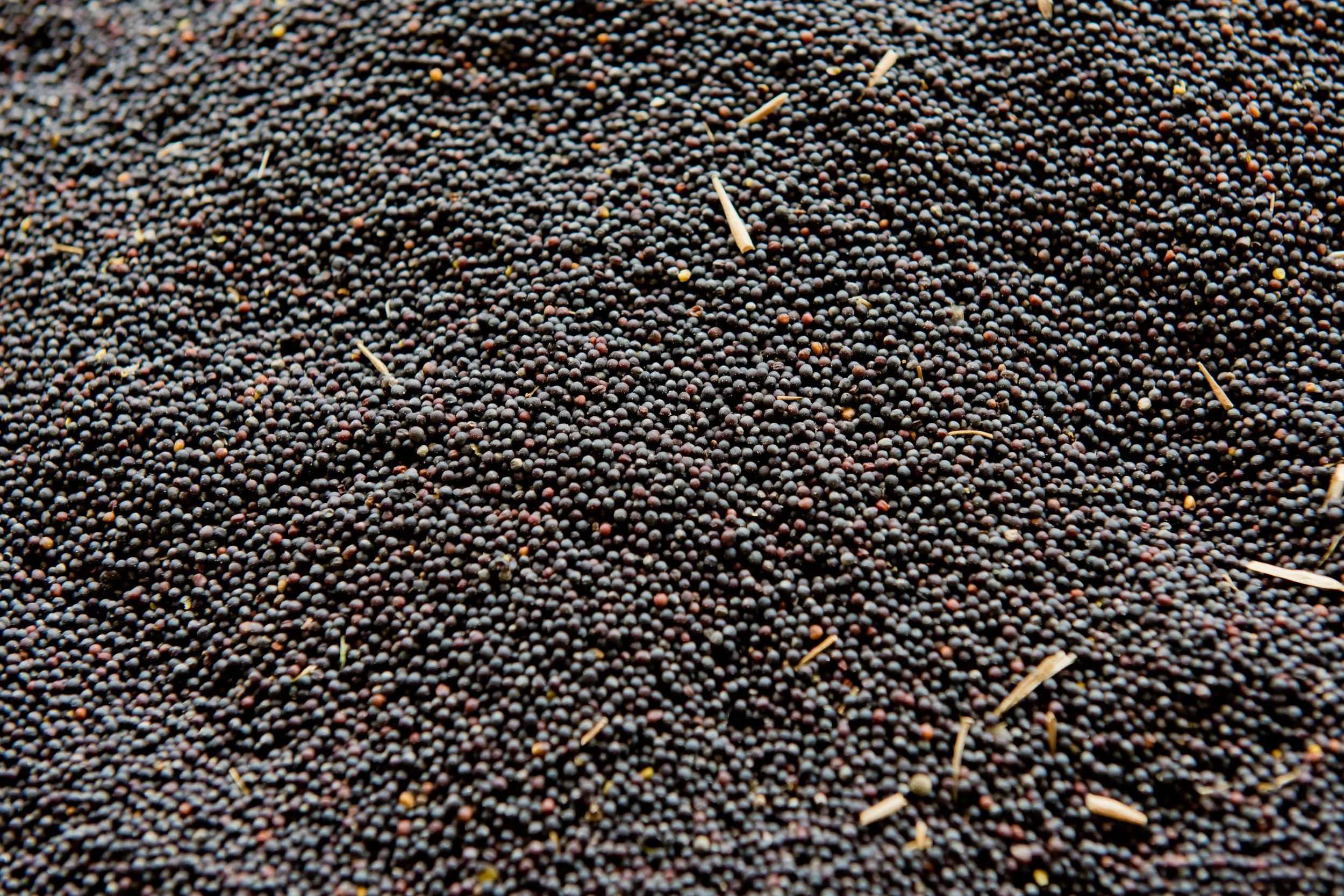 Australian canola seed supplied for food, feed and international commodity markets