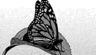GIF-2026-05-22-11-28-13.gif