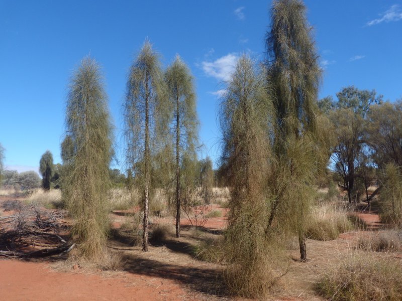 young desert oaks and spinifex scrub