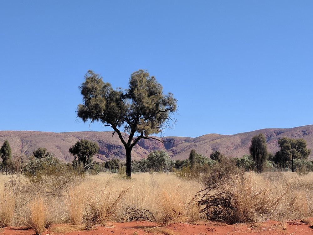 spinifex, desert oak and the petermann ranges