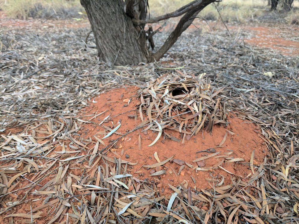  Incredible Ants nest at camp 