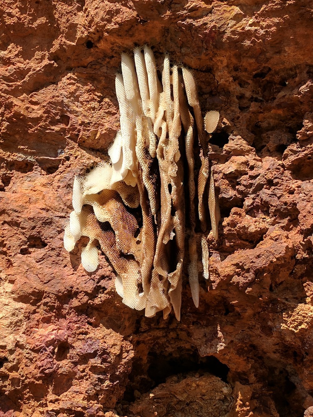  Bees nest clinging to the ironstone cliff face 