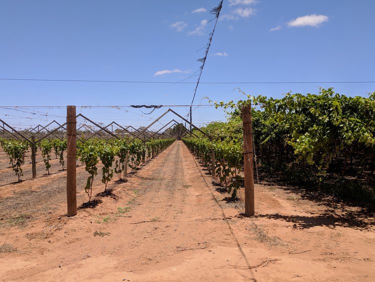  Grape growing trellis structures 