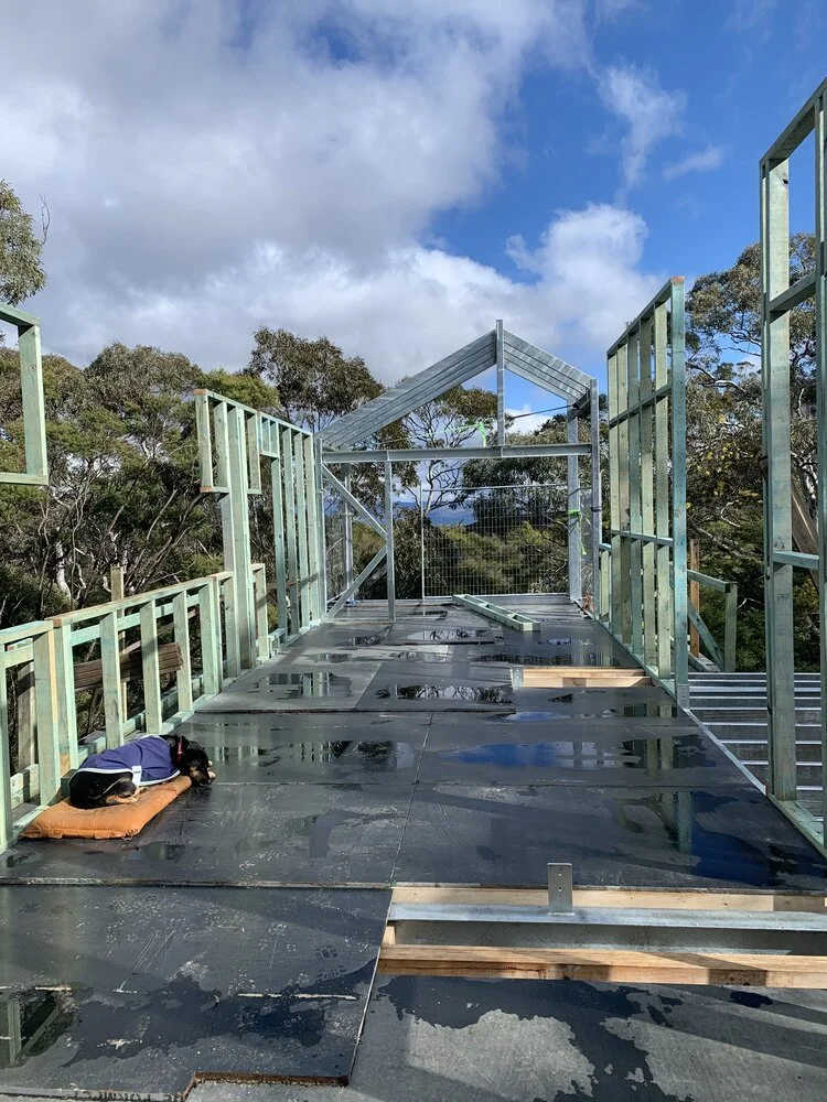  Wall frames coming along, dog in the best sunny spot (also where the bedroom is). 