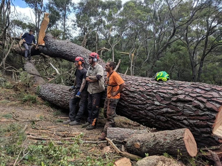  The tree from site in Feb 2019, that was cut and milled for use in the build. 