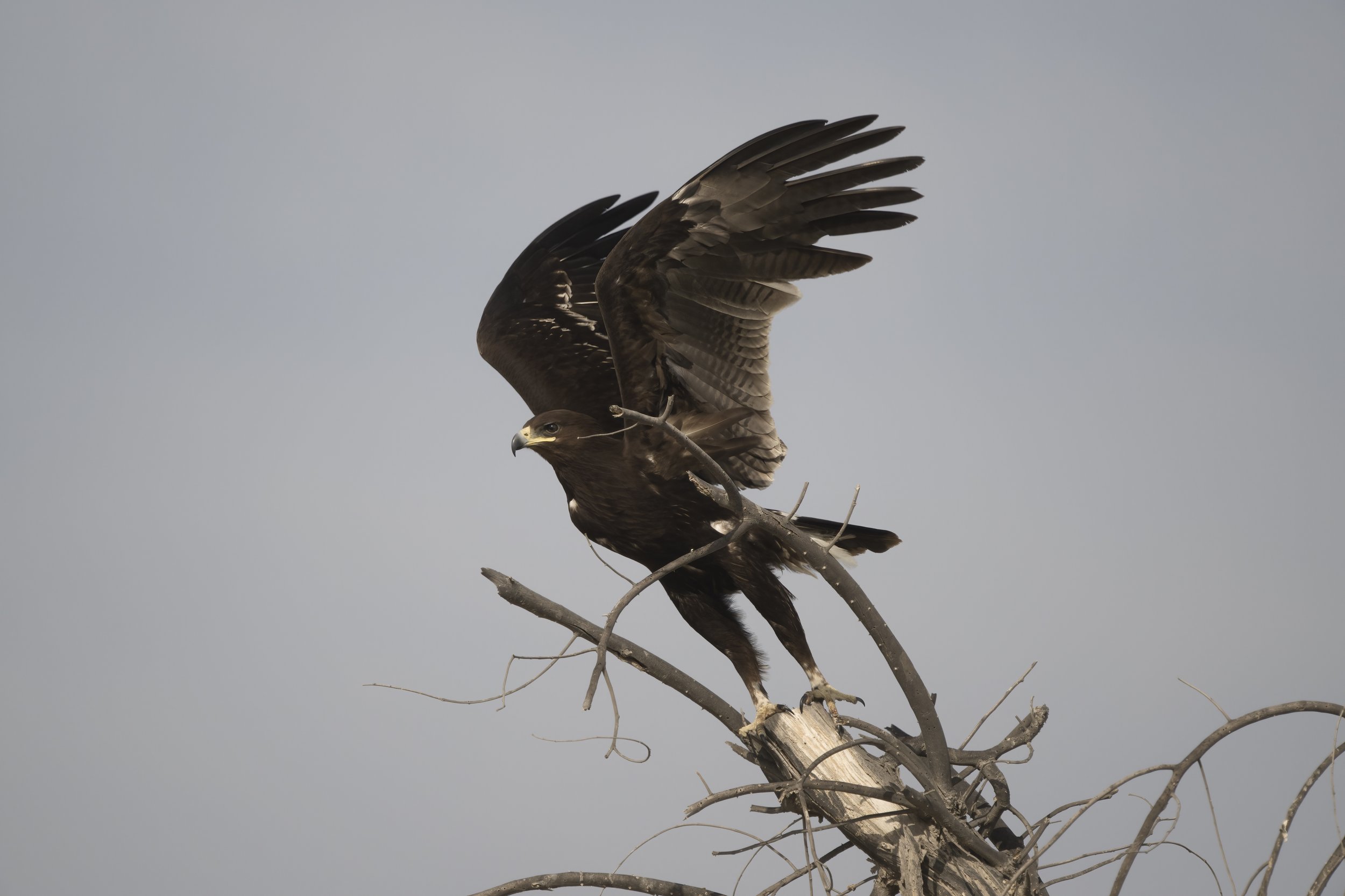 UAE Birds Migration