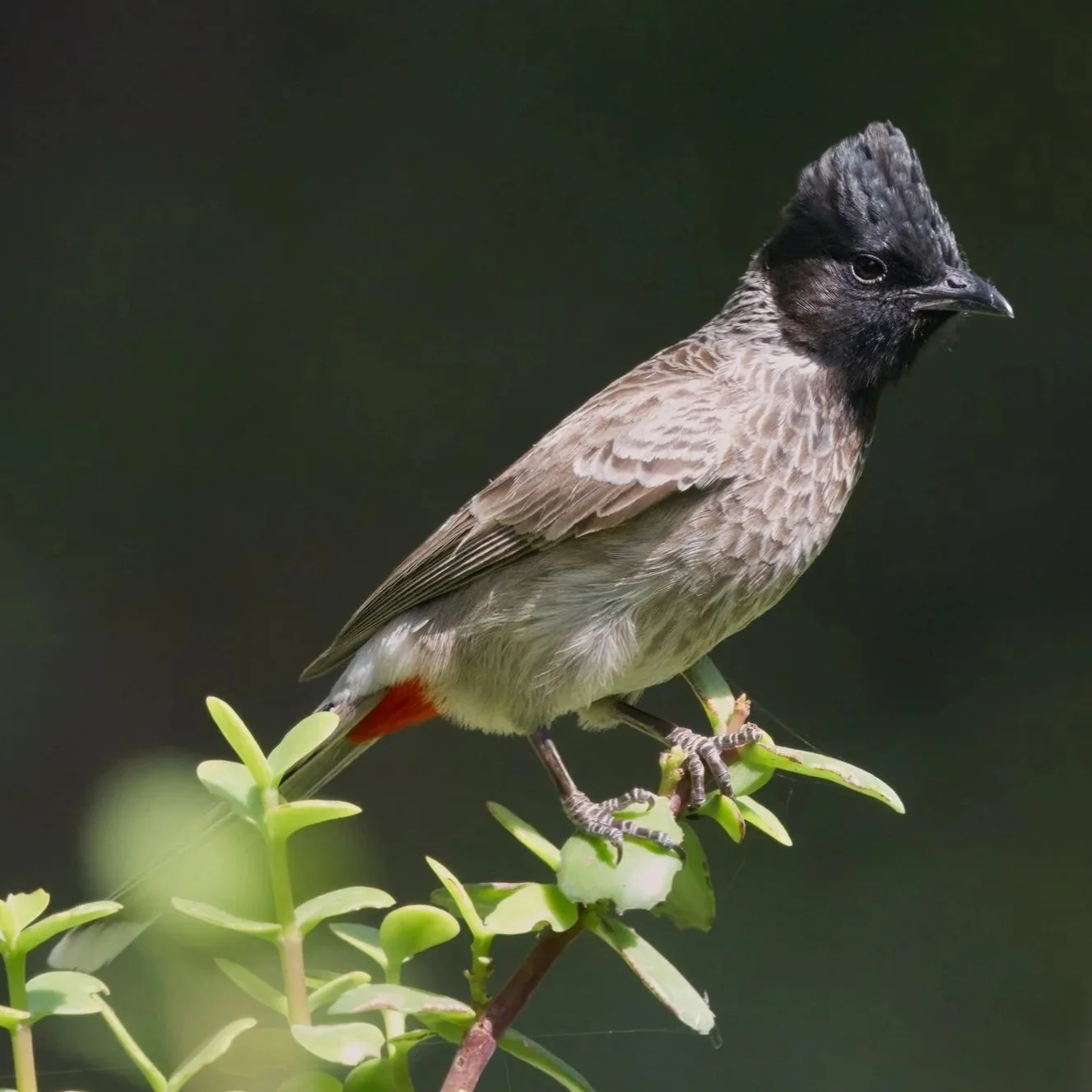 Birds of Eurasia