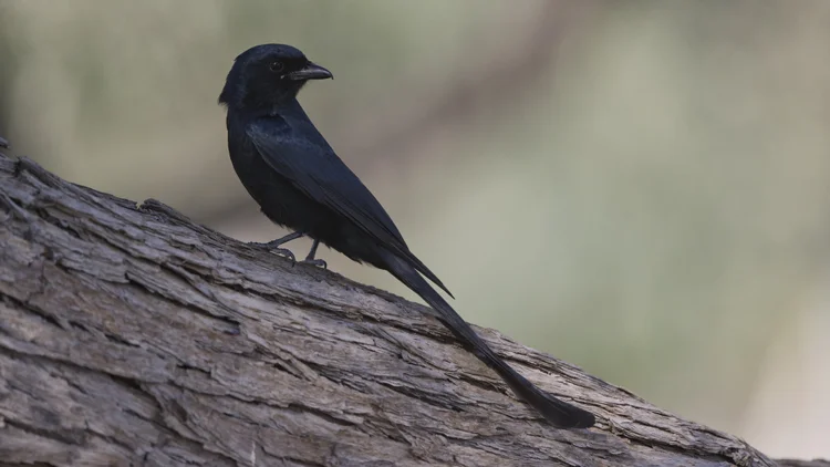 Black Drongo photographed at Mushrif Park, Dubai
