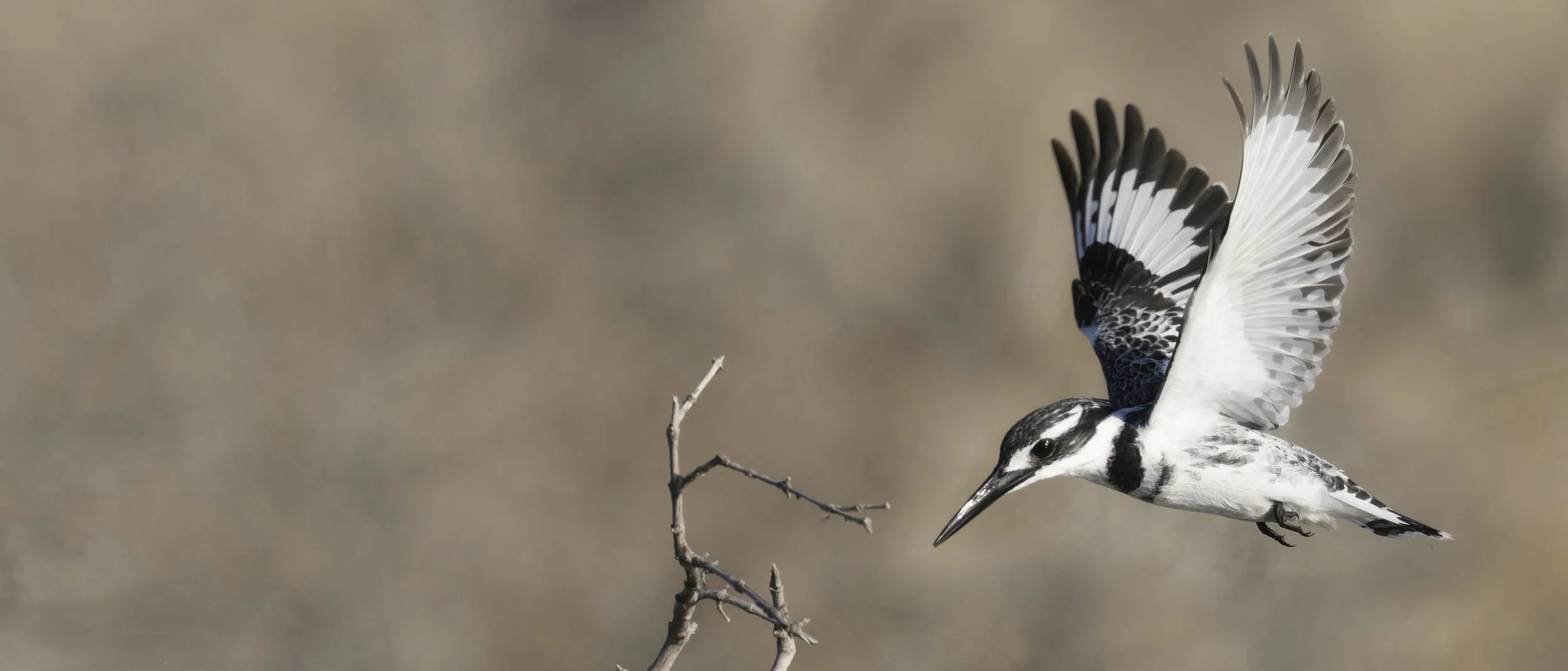 Best Birds watching Guide UAE