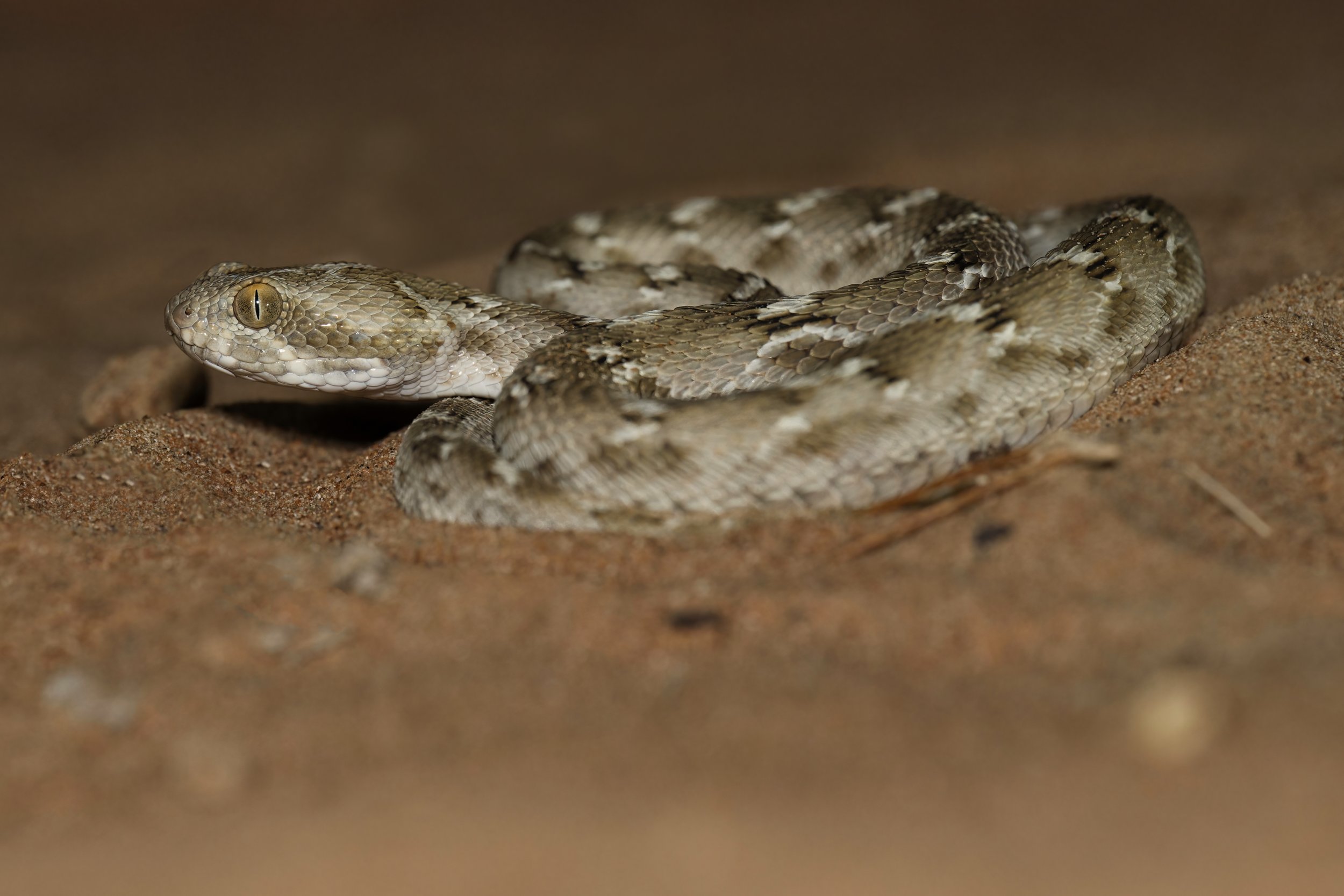 Sindh Saw-scaled Viper \ Echis carinatus