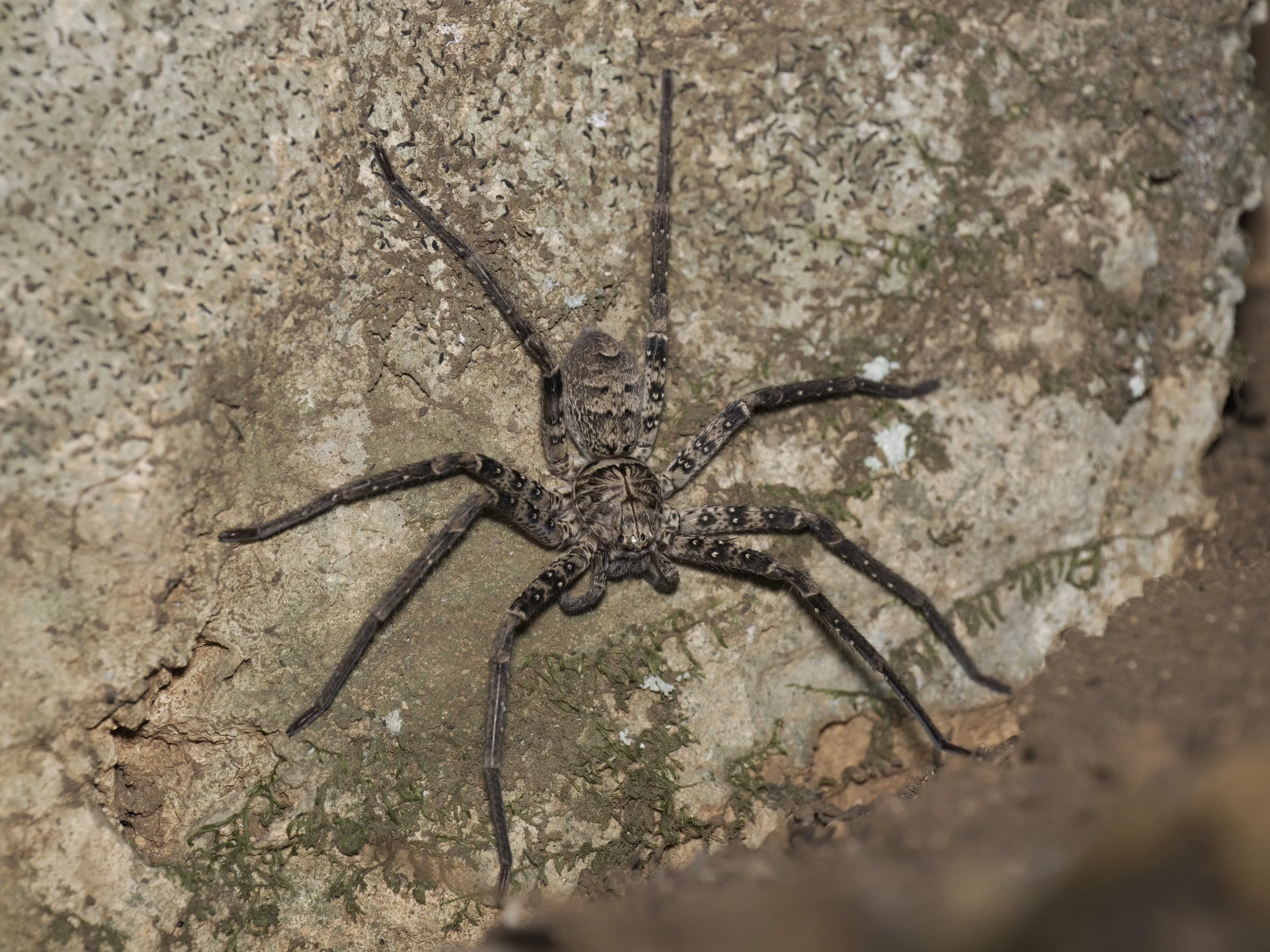 Z09_3044-huntsman spider.jpeg