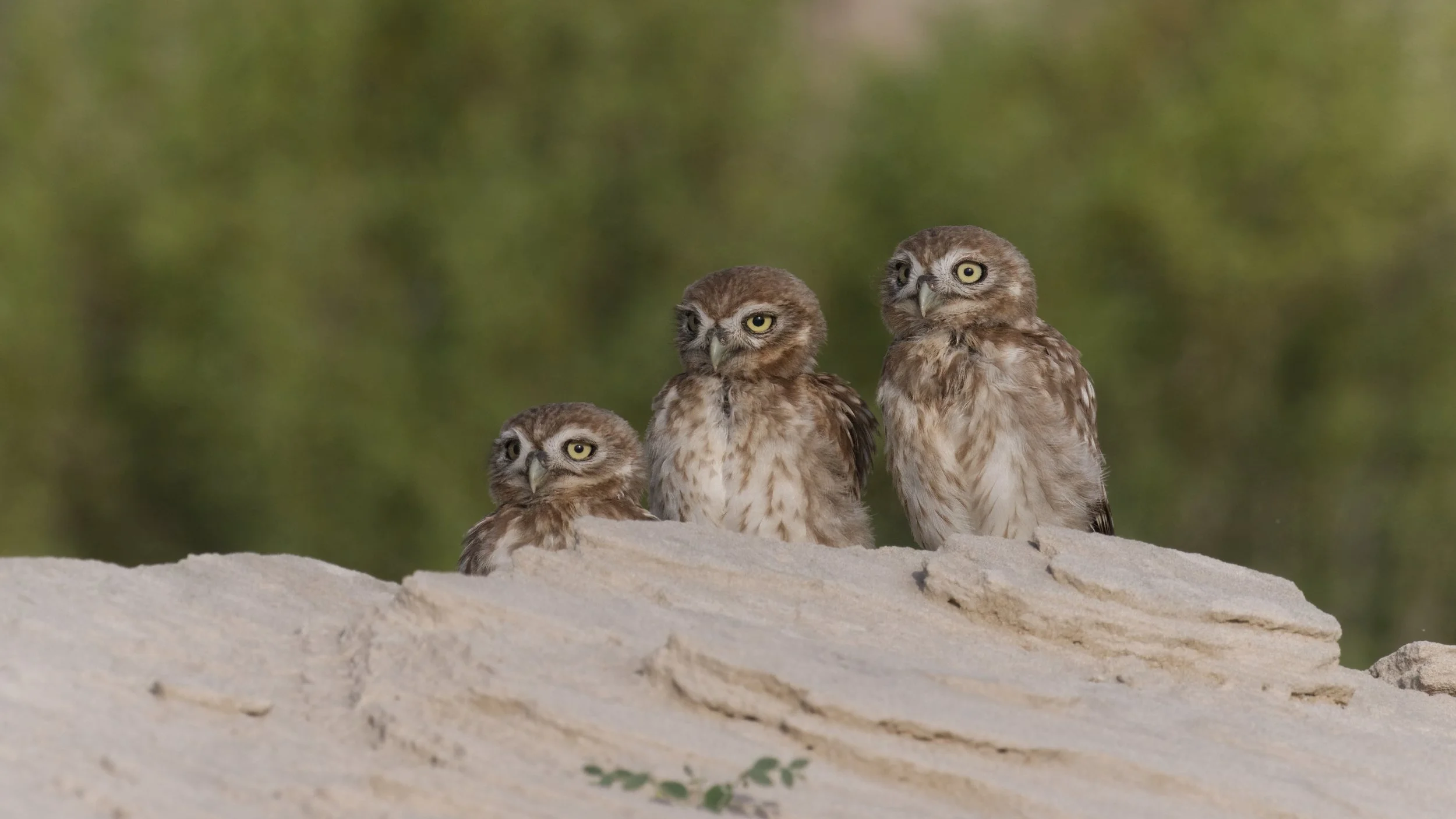 Little owls at nest site