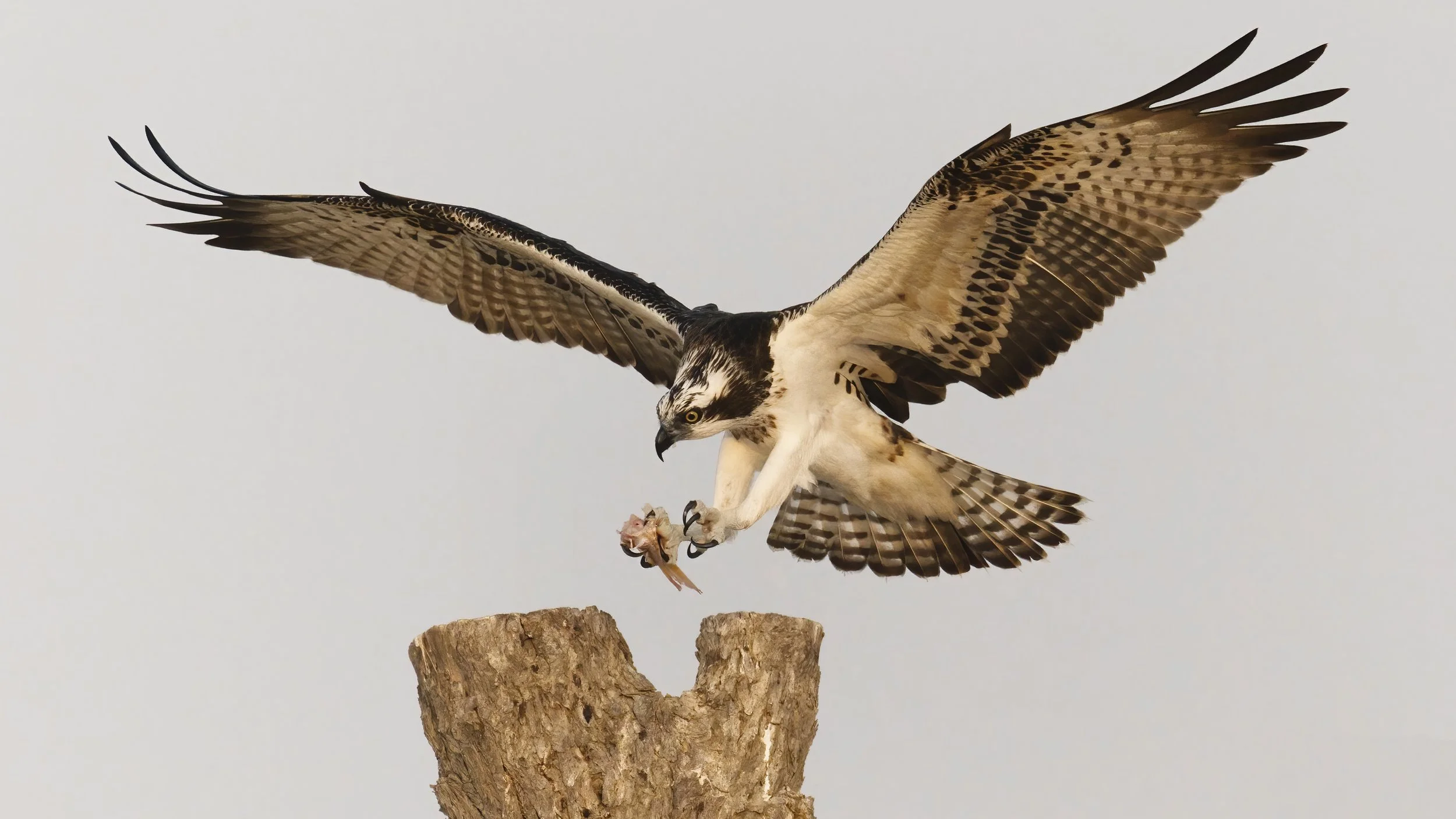 Osprey in flight with wings fully spread, carrying prey, wildlife canvas print