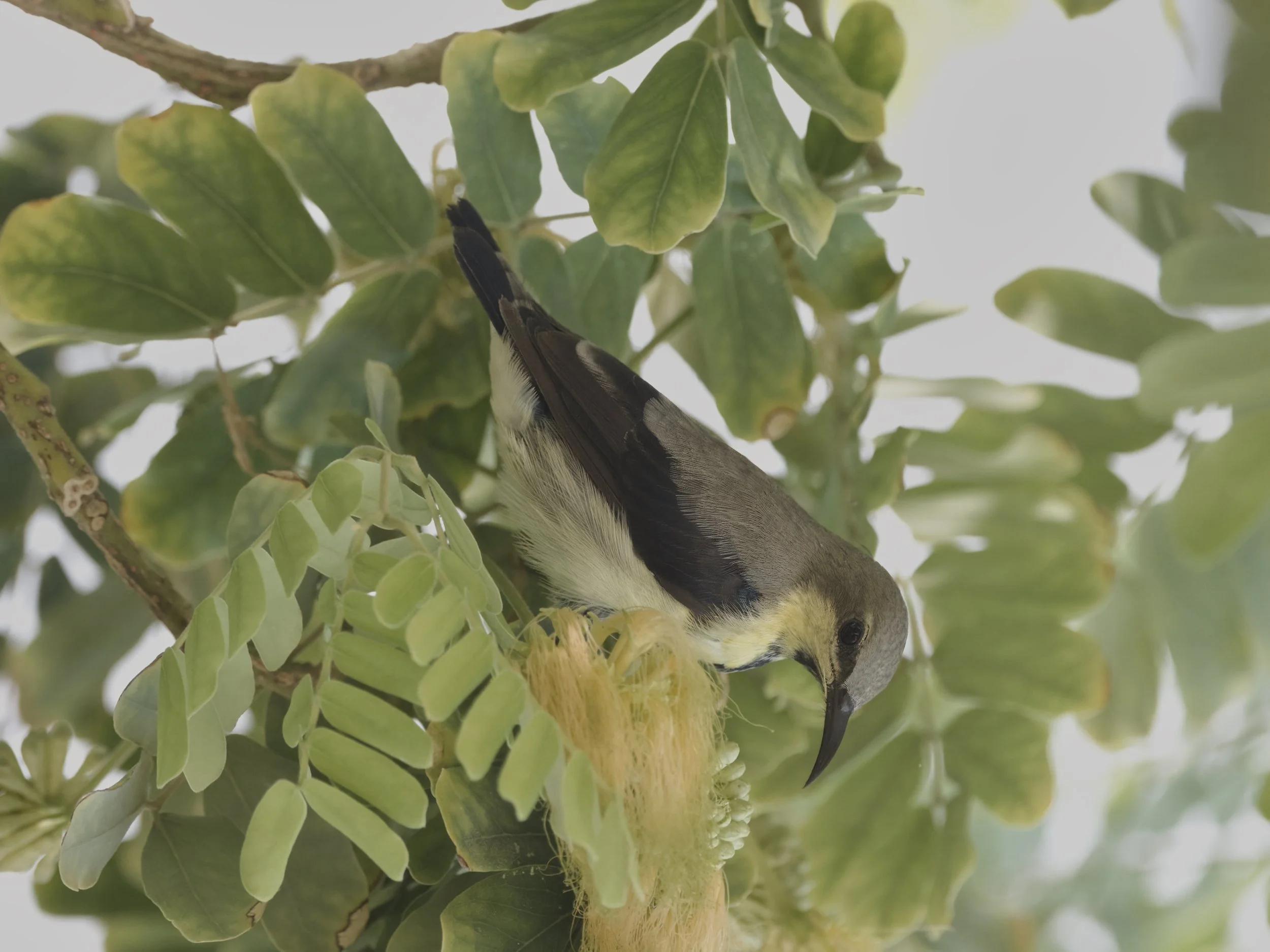 Purple Sunbird (Cinnyris asiaticus)