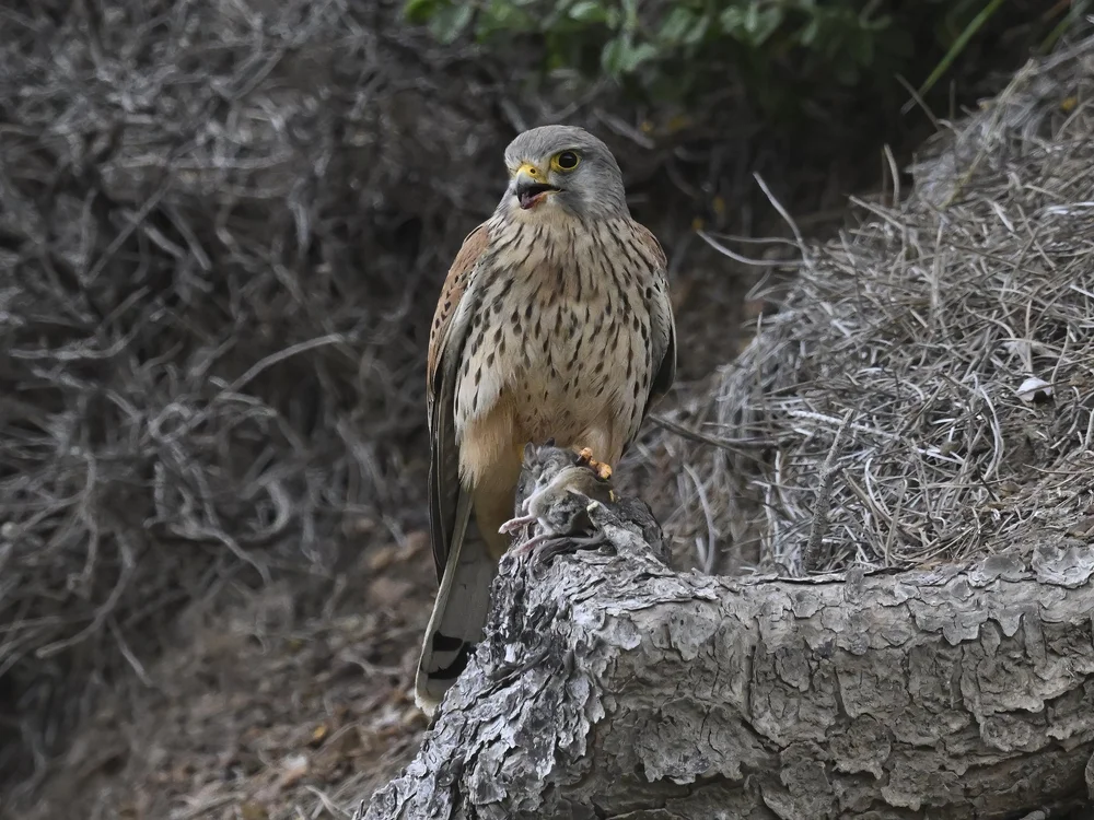 Eurasian Kestrel — Eurasian Kestrel Closeups