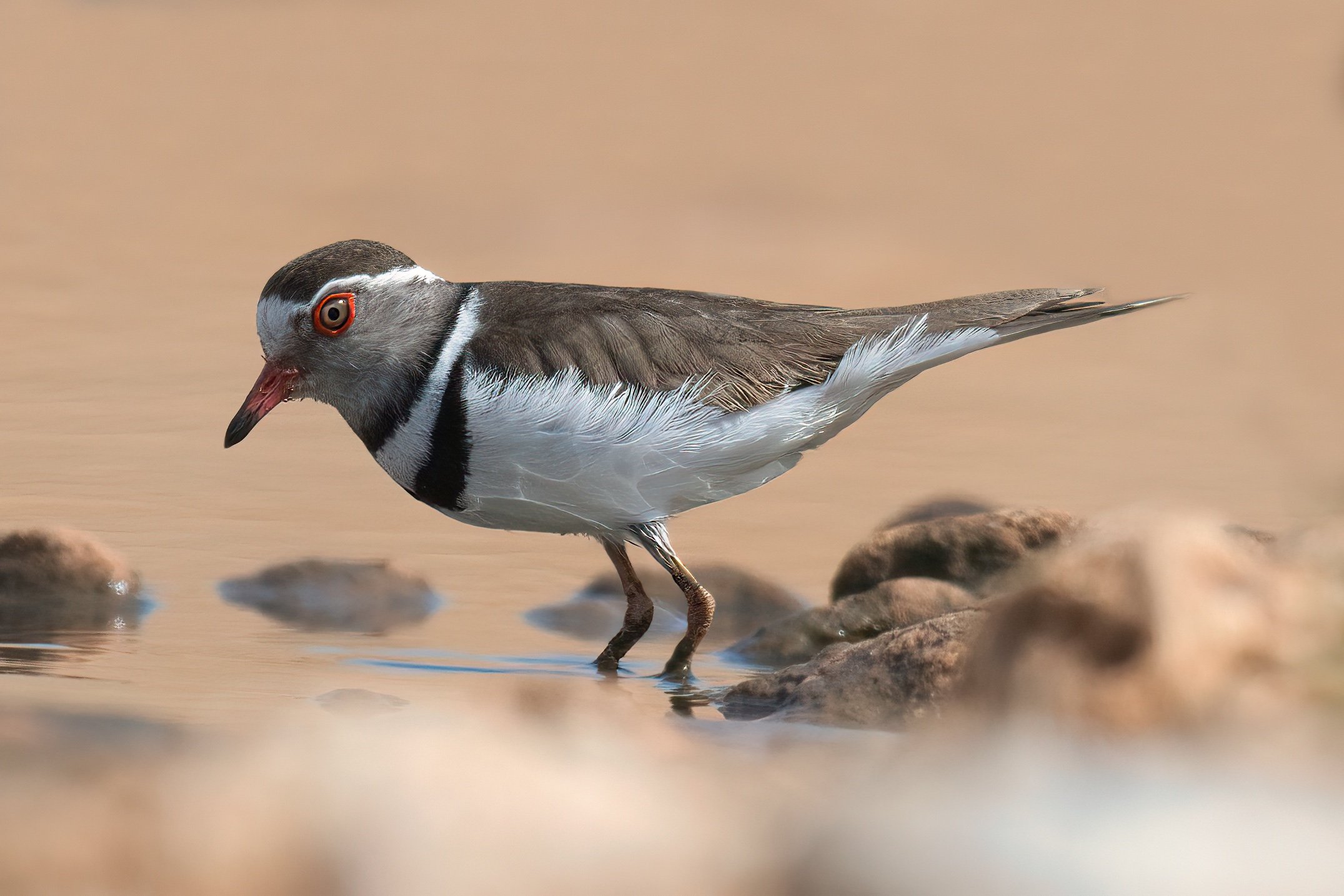 Three-banded Plover, Lebanon Tripoli 08-Mar