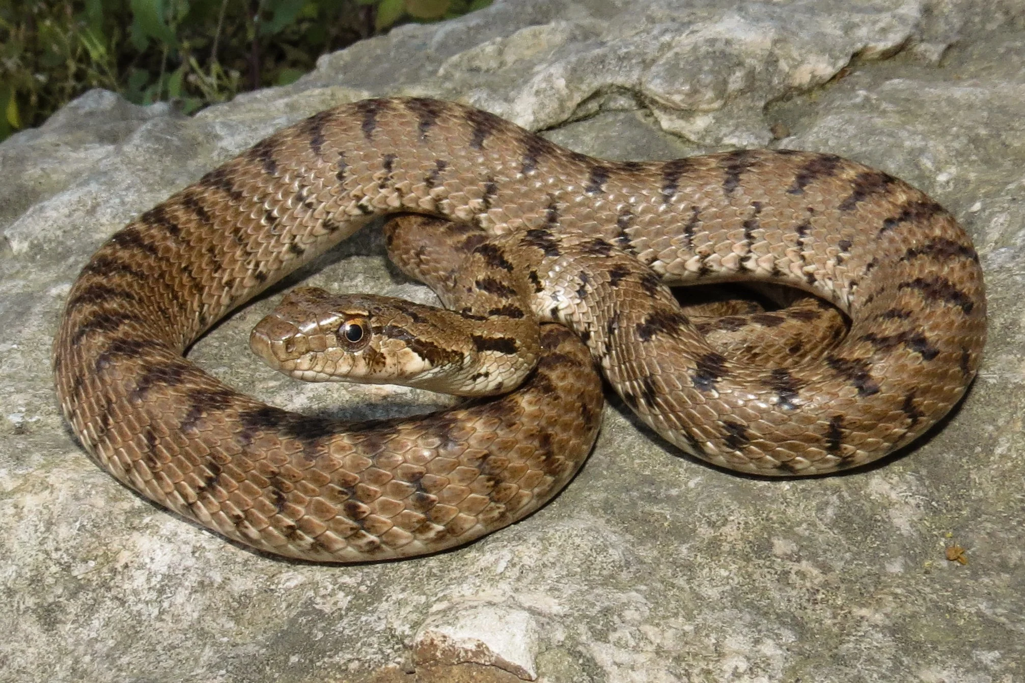 Photo credit : Jad Mershed