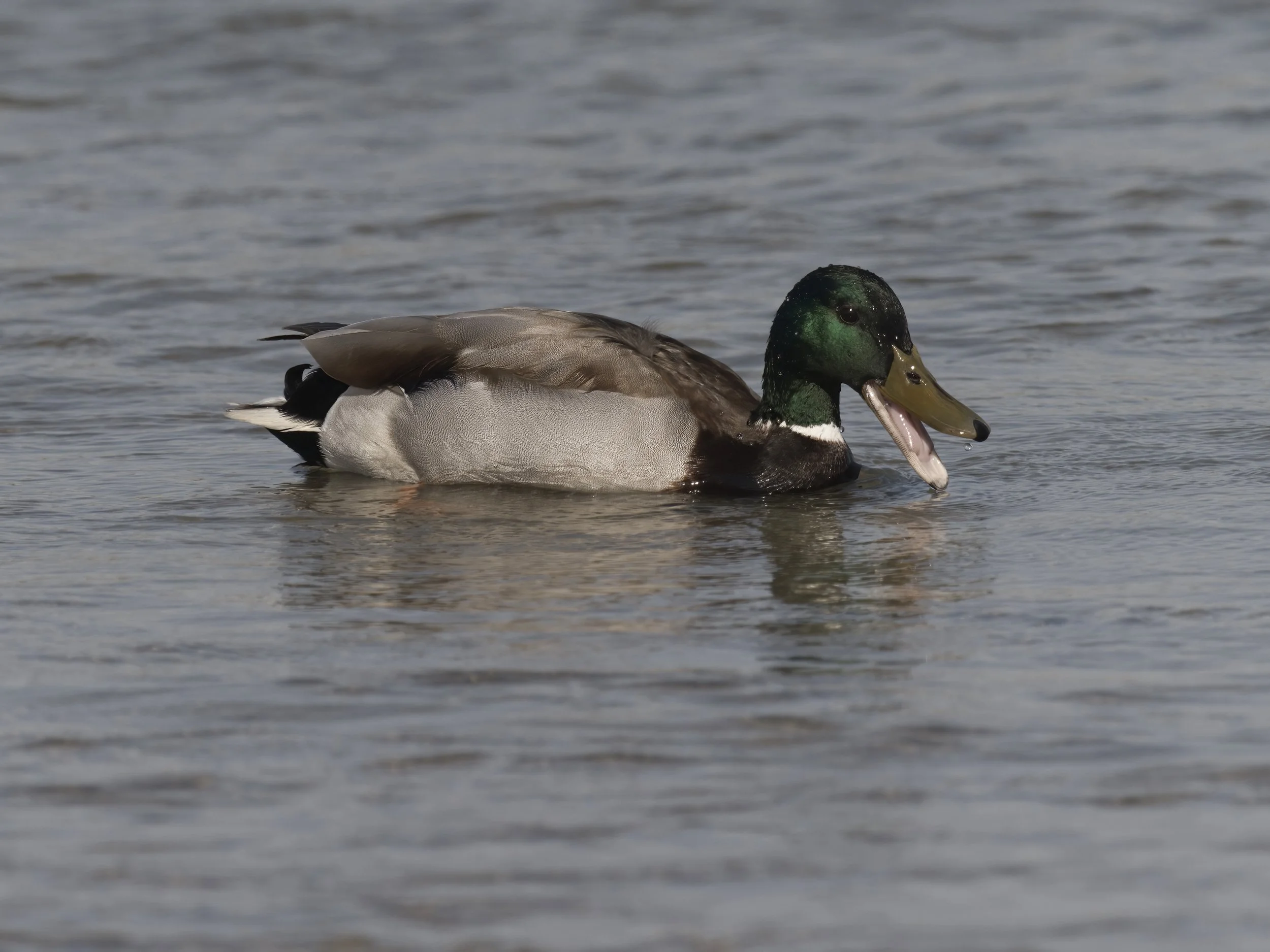 Mallard (Anas platyrhynchos)