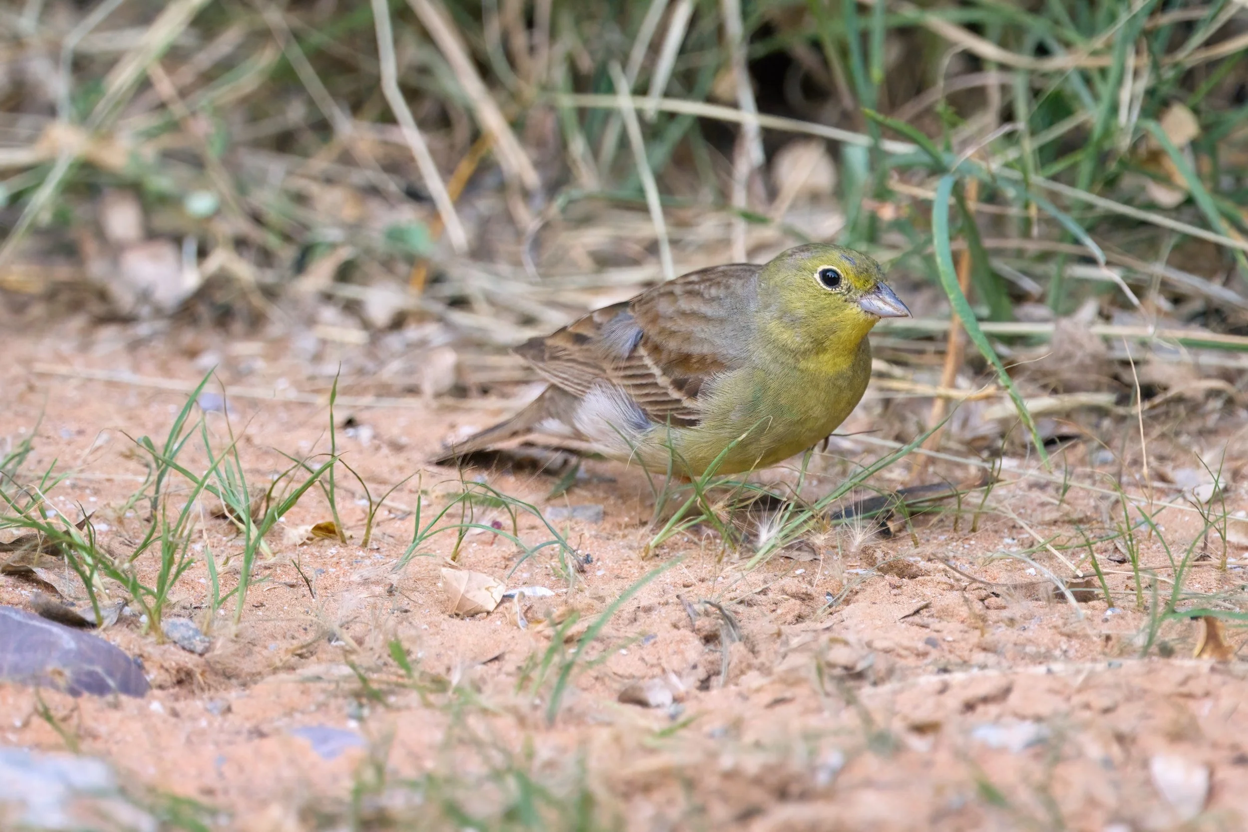 Cinereous Bunting | بلبل الشعير السوري | Emberiza cineracea